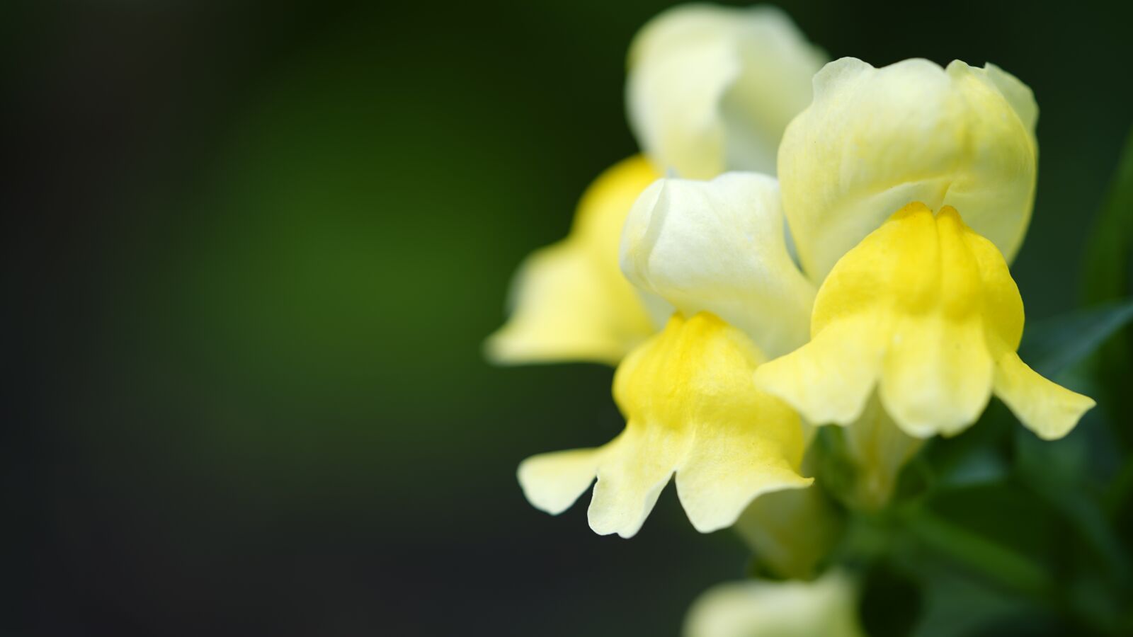 Sony a7 III sample photo. Snapdragon, yellow, flower photography