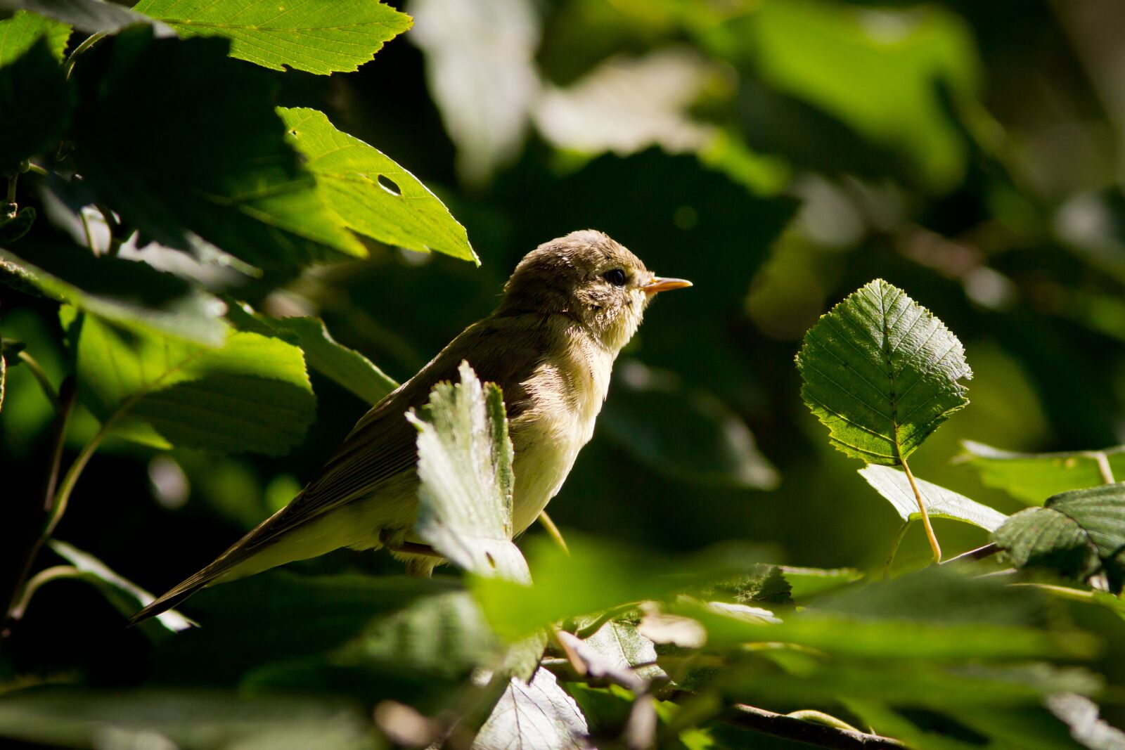 Canon EOS 7D sample photo. "Willow, bird, animals" photography