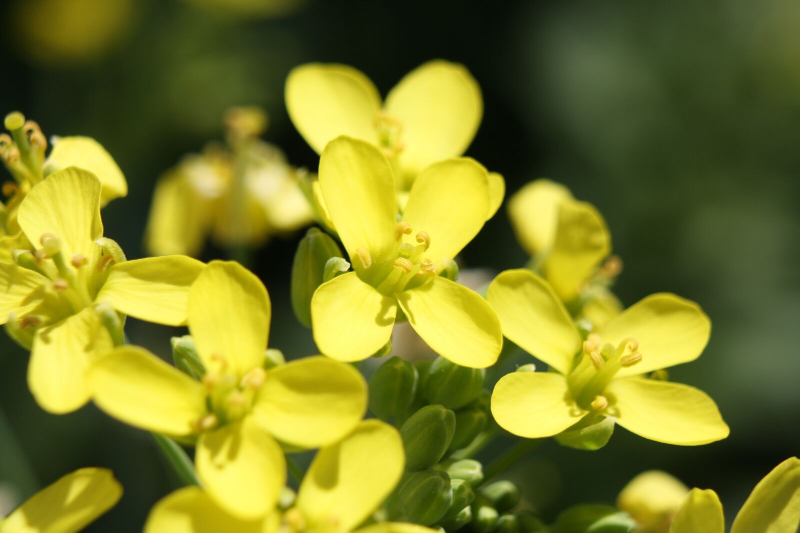Canon EOS 1000D (EOS Digital Rebel XS / EOS Kiss F) sample photo. Yellow, flower, flora photography