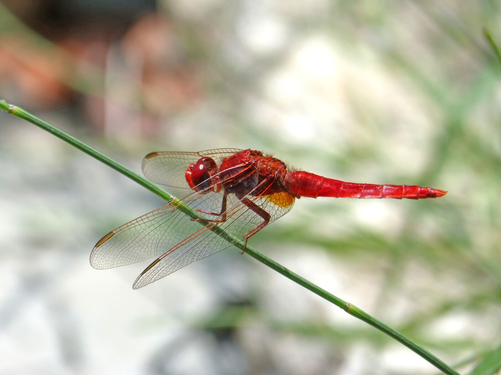 Panasonic DMC-FZ62 sample photo. Dragonfly, red dragonfly, erythraea photography