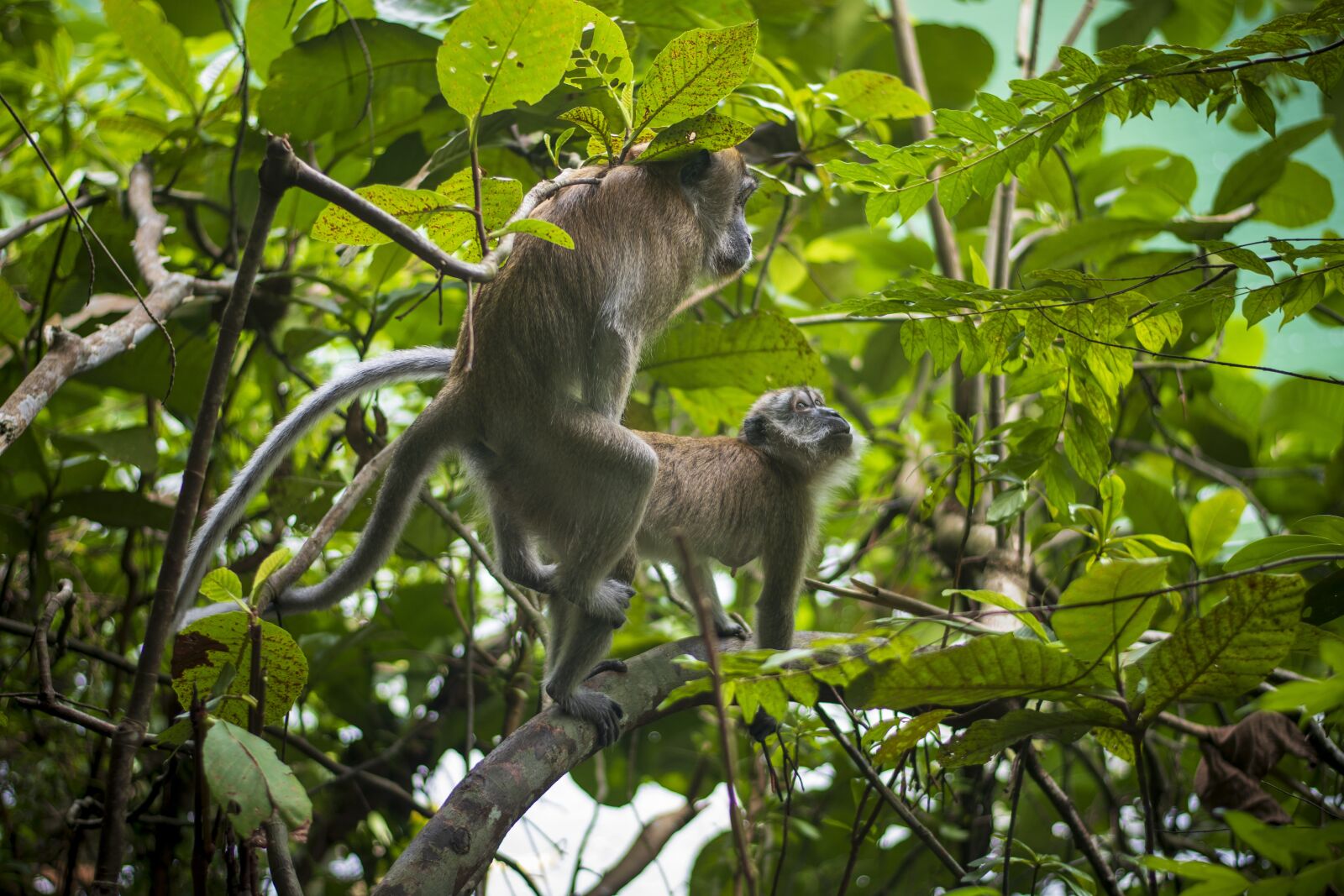 Nikon D7500 sample photo. Monkey, primate, ape photography