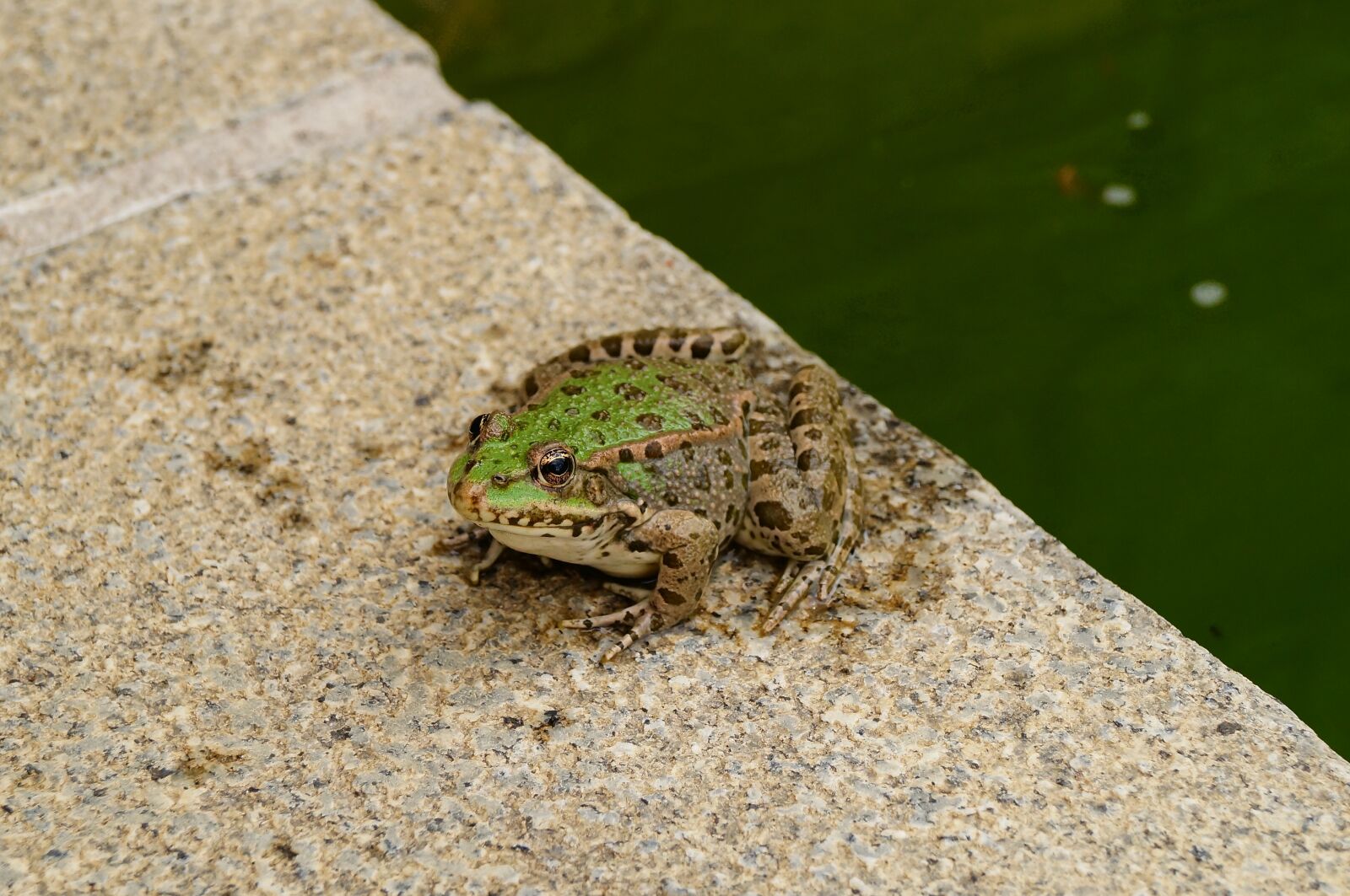 Sony SLT-A37 sample photo. Frog, pond, austria photography
