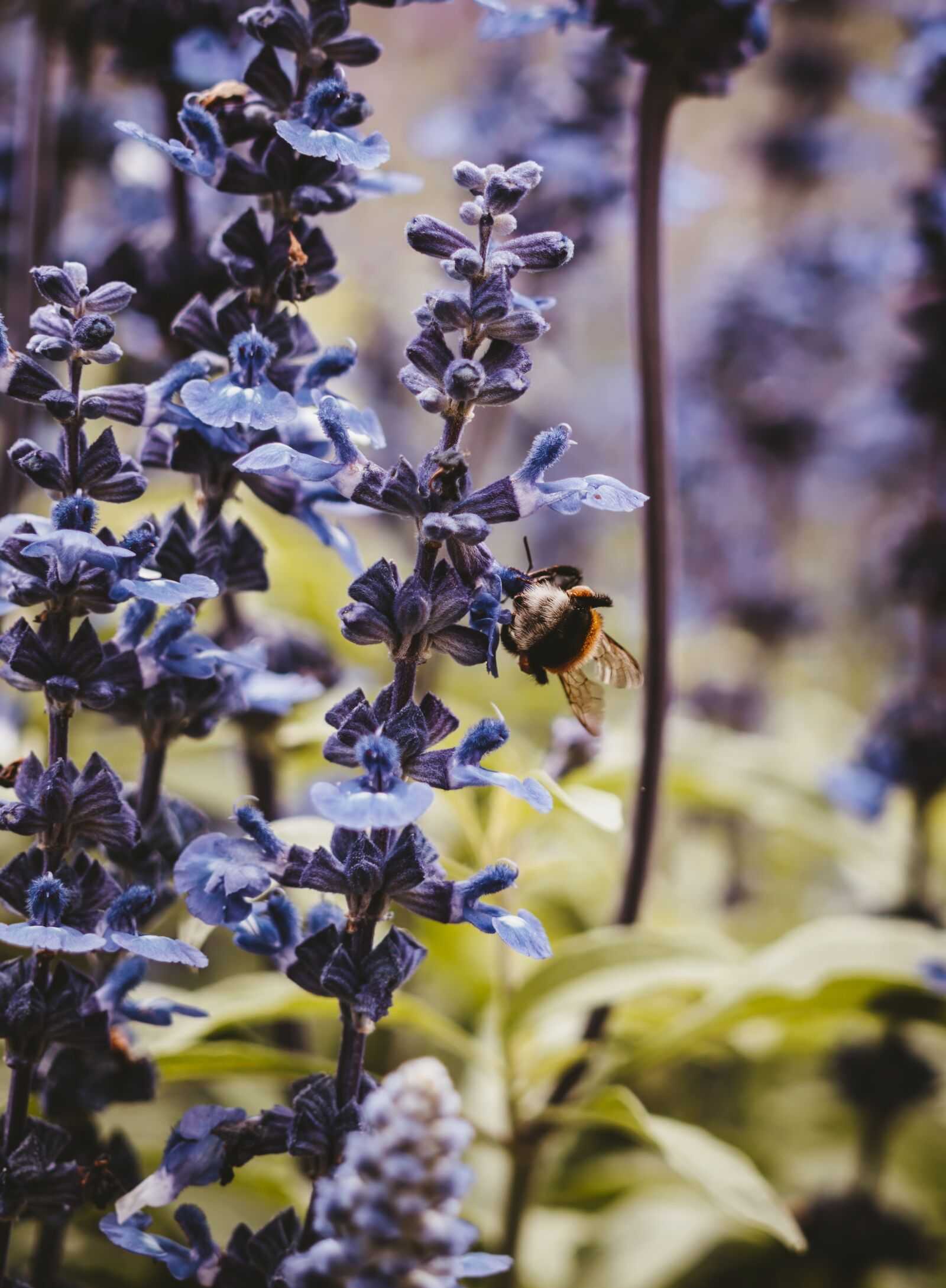 Sony a6300 sample photo. Flowers, bee, nature photography