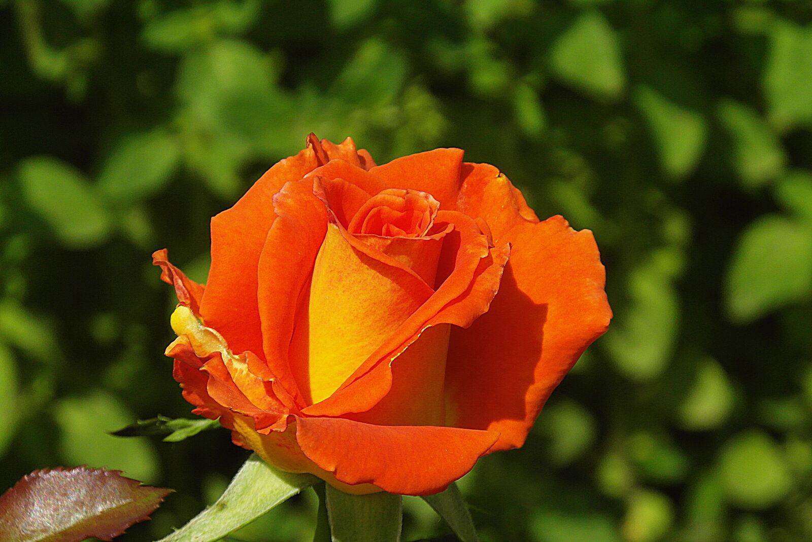 Samsung WB750 sample photo. Rose, flower, orange photography