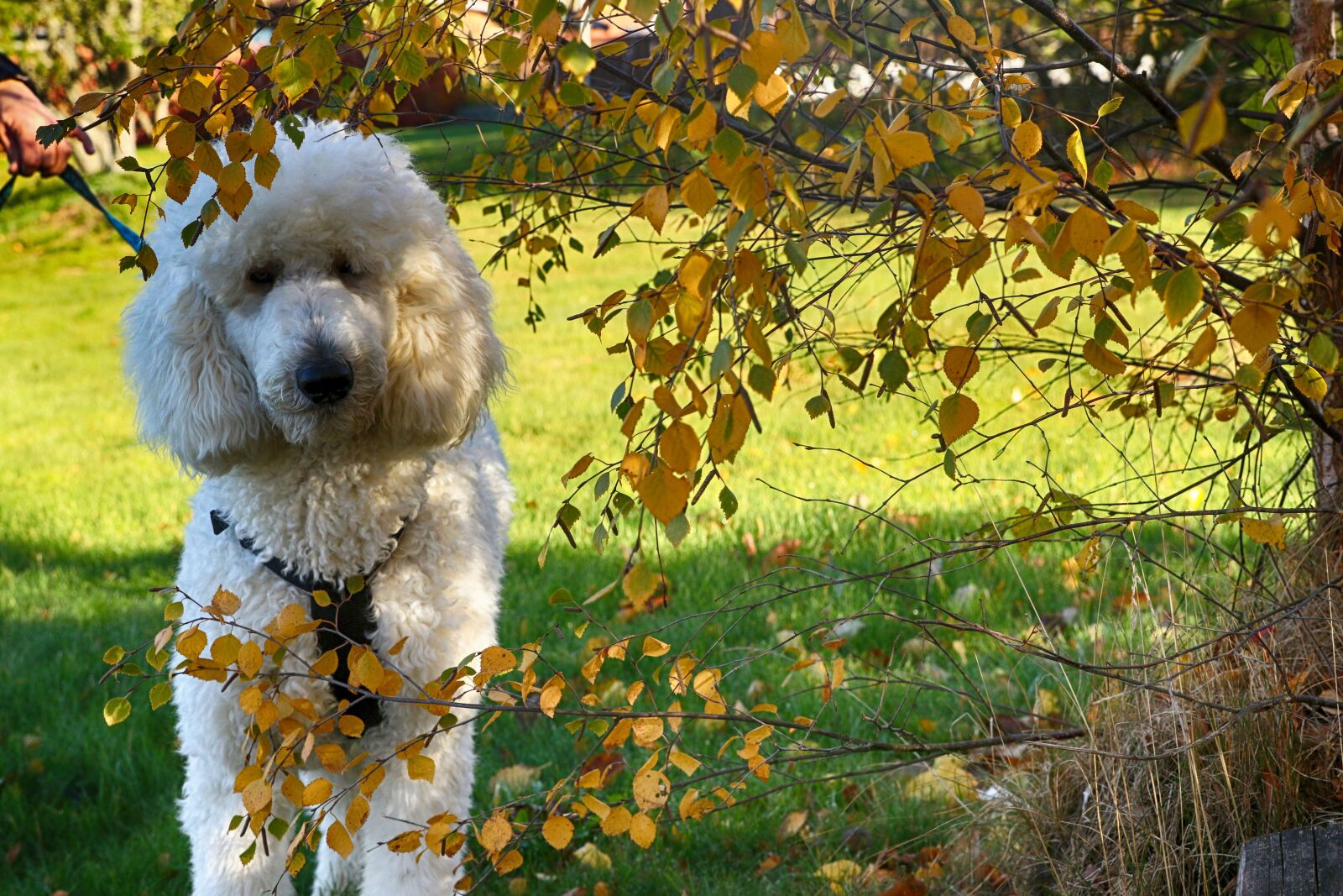 Canon EOS 7D Mark II sample photo. Puddle, dog, animal photography