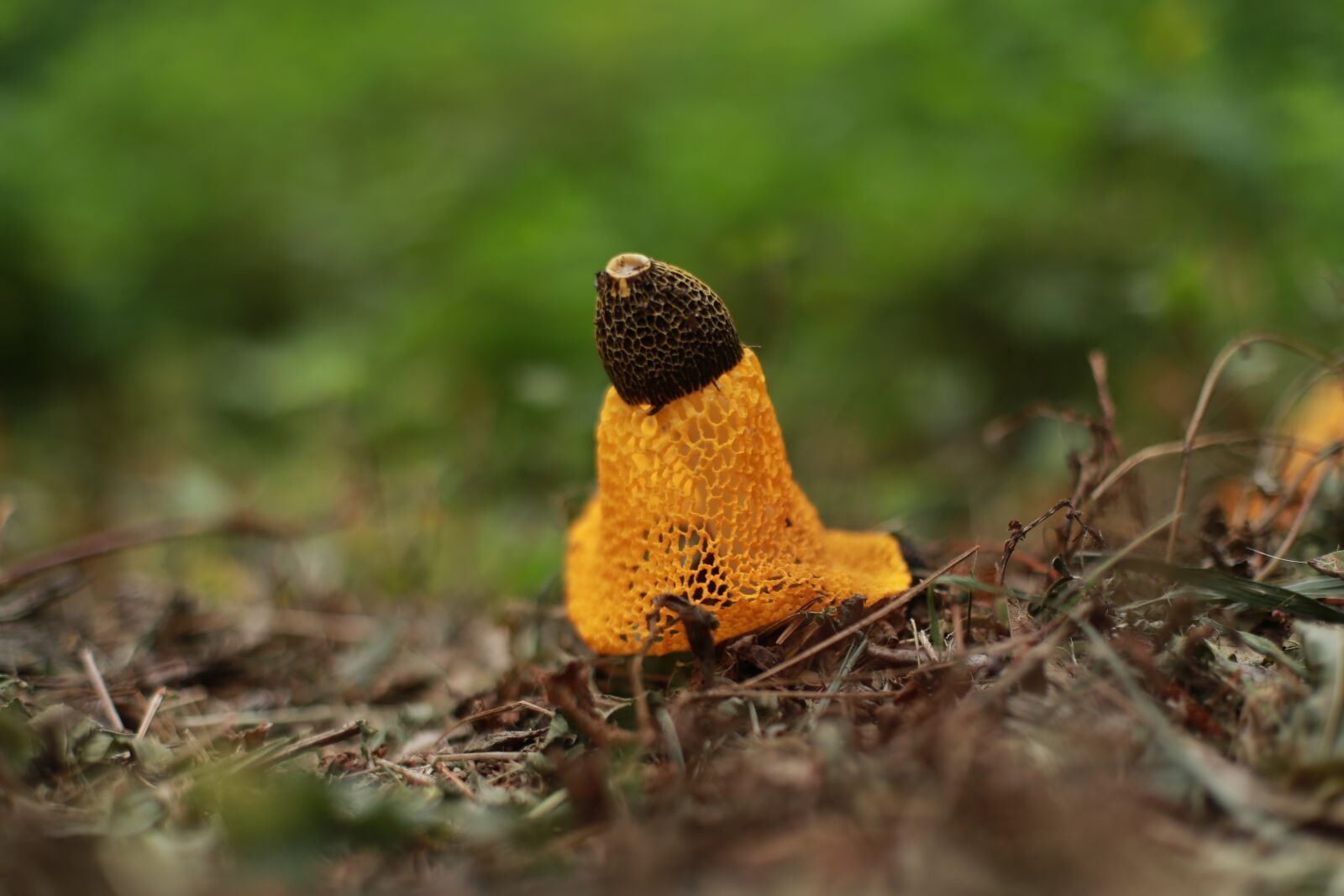 Canon EOS 6D + Canon EF 50mm F1.4 USM sample photo. Mushroom, nature, yellow photography