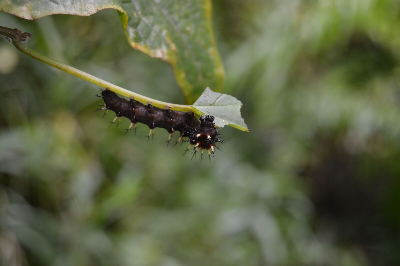 Nikon D3100 sample photo. Black caterpillar, moth, insect photography