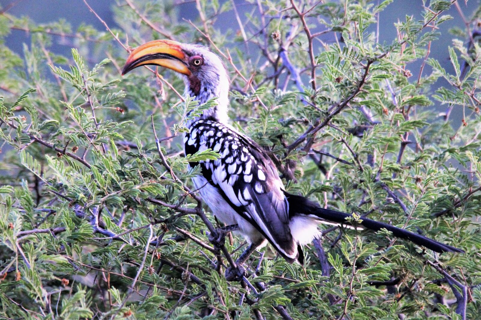 Canon EOS 60D sample photo. Yellow billed hornbill, bush photography