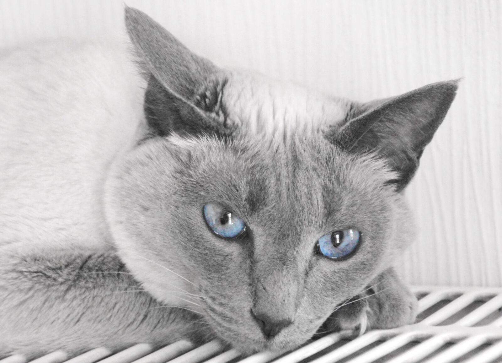 Canon EOS 550D (EOS Rebel T2i / EOS Kiss X4) sample photo. Cute, cat, animal photography