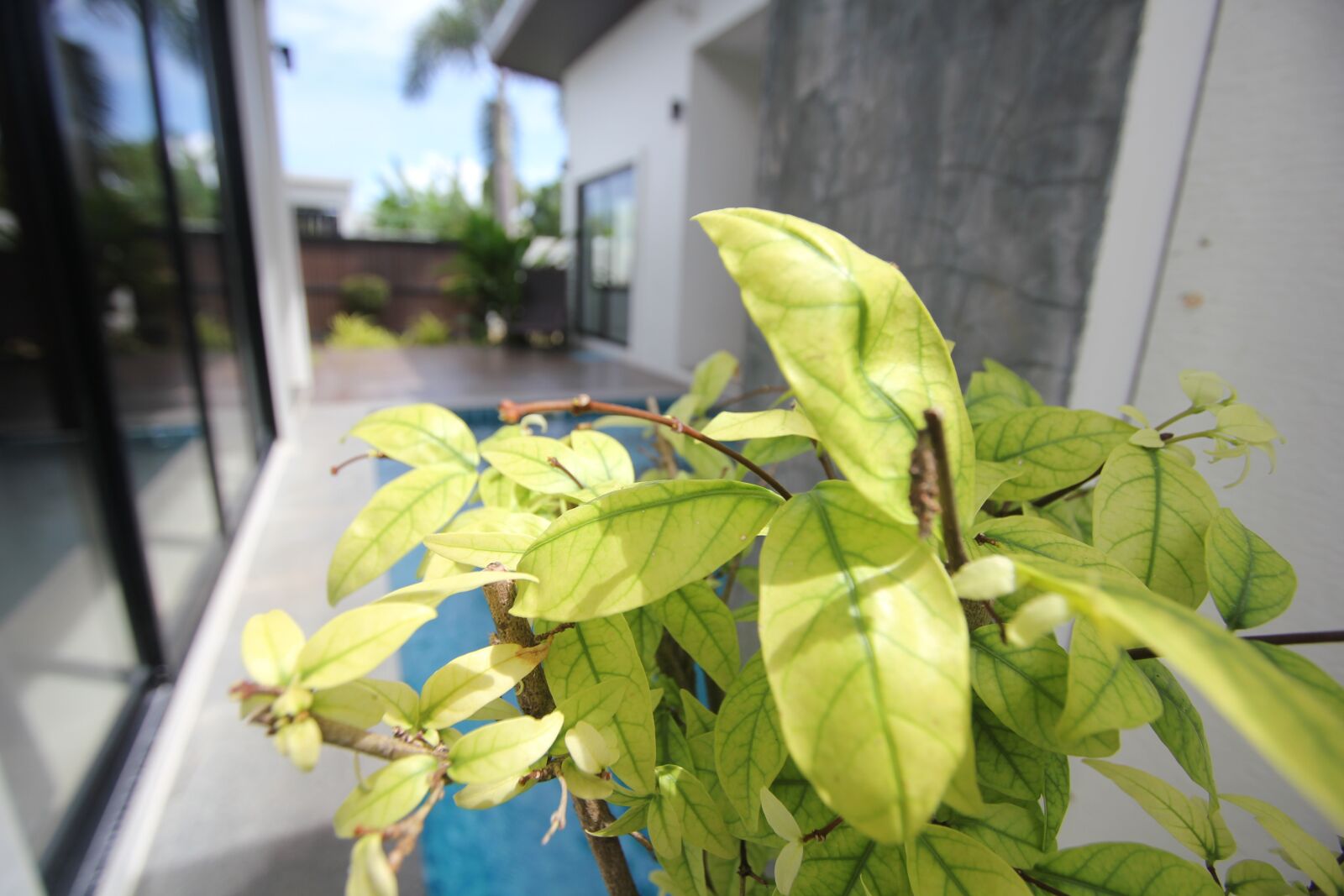 Canon EOS 550D (EOS Rebel T2i / EOS Kiss X4) sample photo. Phuket, thailand, autumn leaves photography