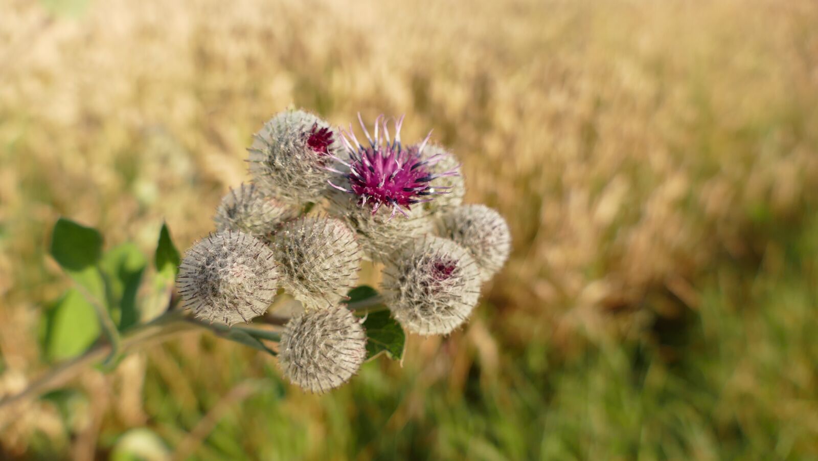 Panasonic Lumix DMC-FZ1000 sample photo. Meadow, sun, nature photography