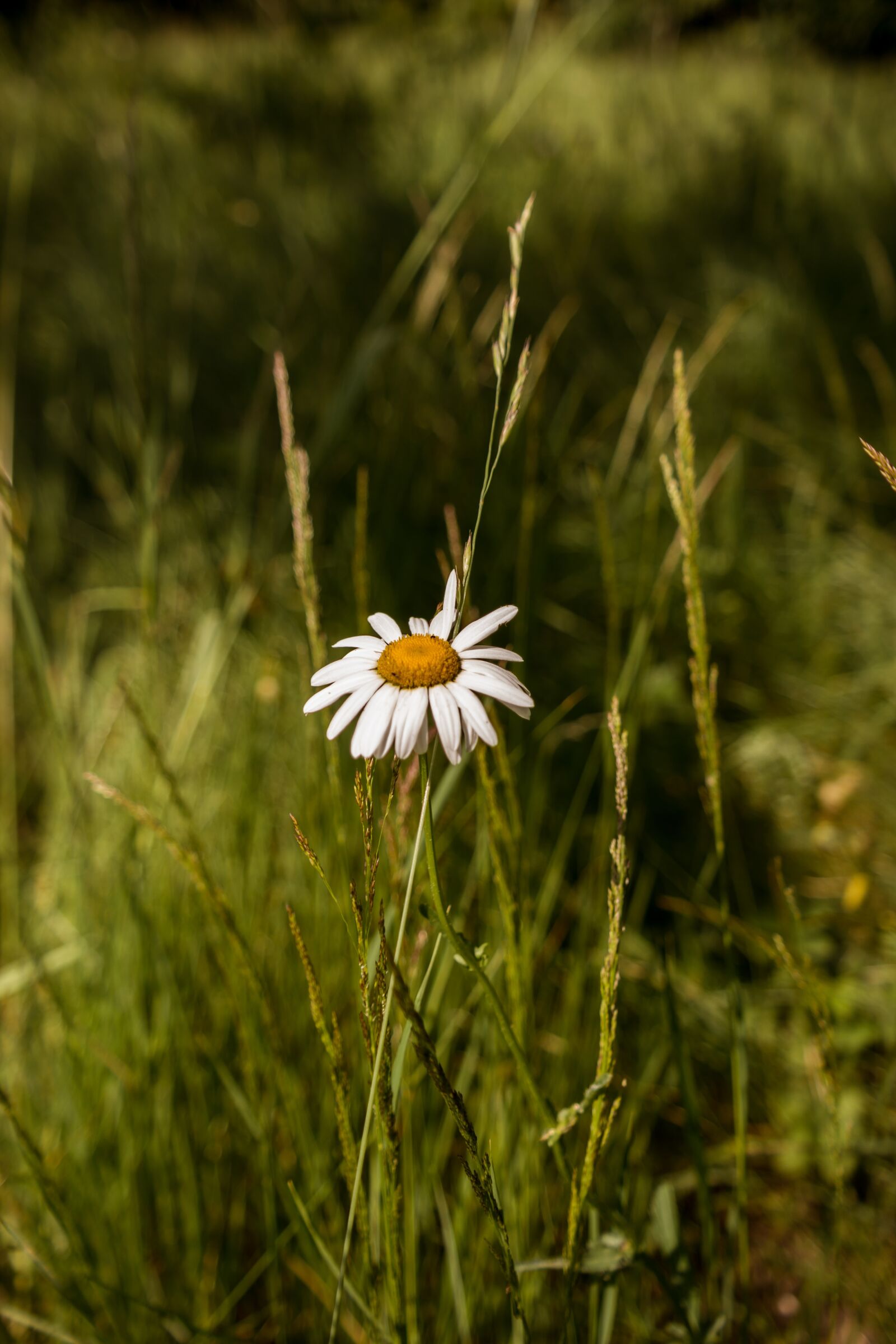 Samsung NX 18-55mm F3.5-5.6 OIS sample photo. Flower, daisy, nature photography