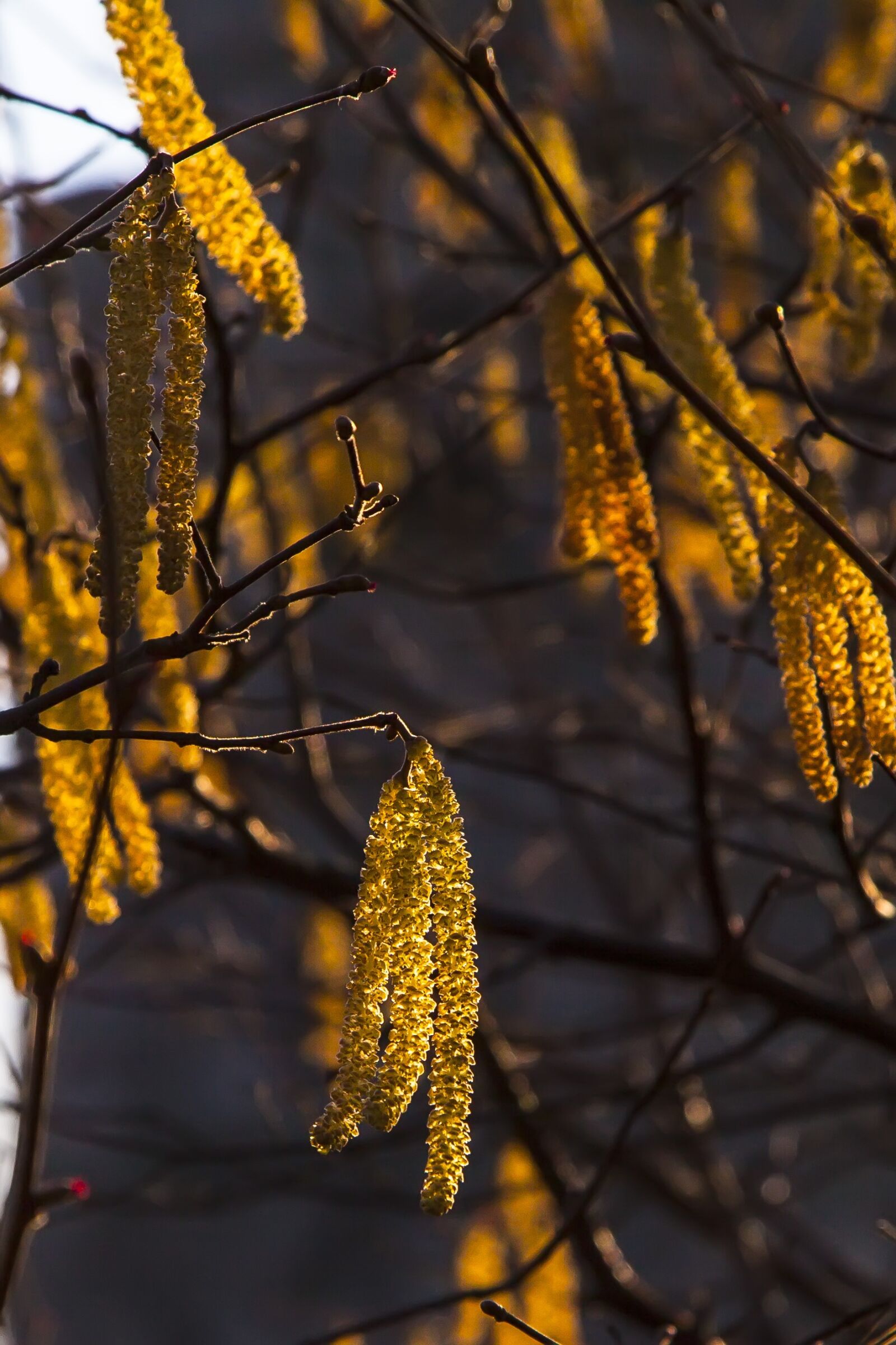 Canon EOS 5D Mark II sample photo. Plant, tree, blossom photography