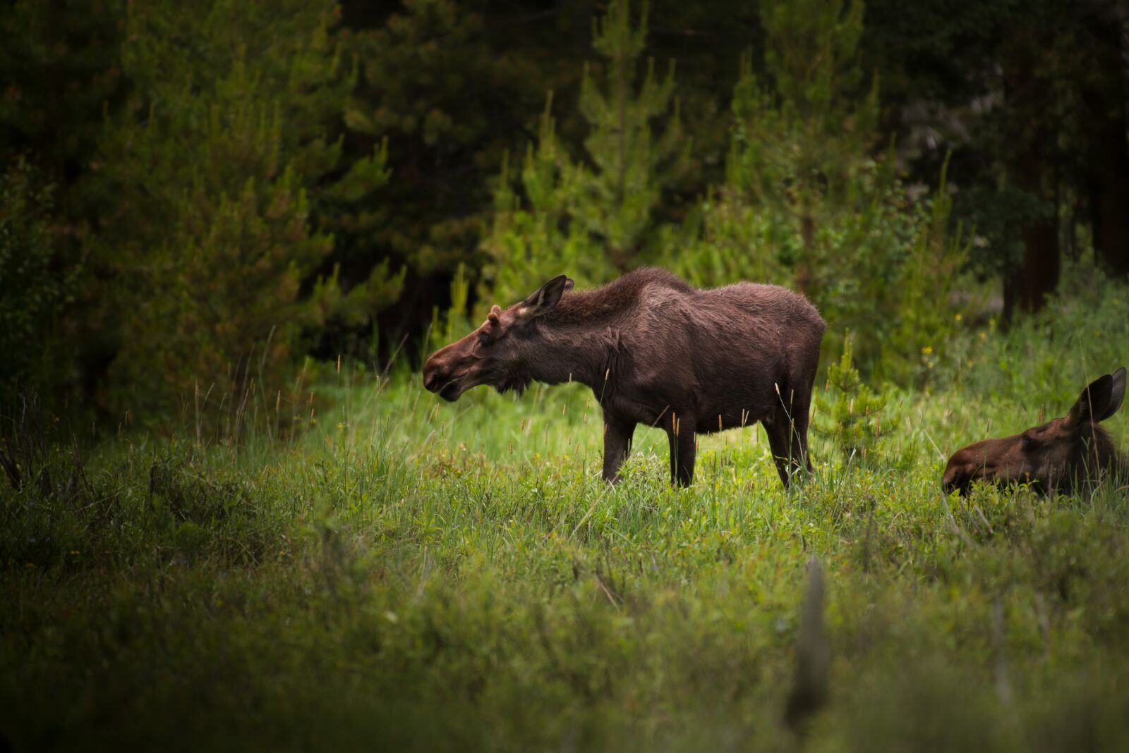 Nikon D750 sample photo. Animals, bull, daylight photography
