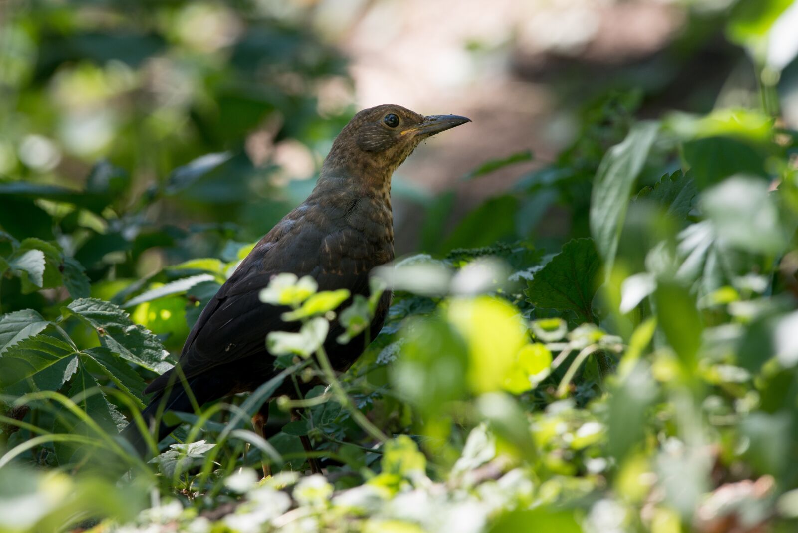Nikon D800 sample photo. Bird, nature, animal photography