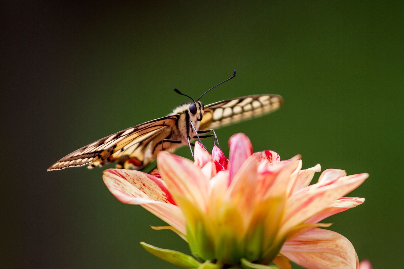 Canon EOS 7D sample photo. Butterfly, dovetail, papilio photography