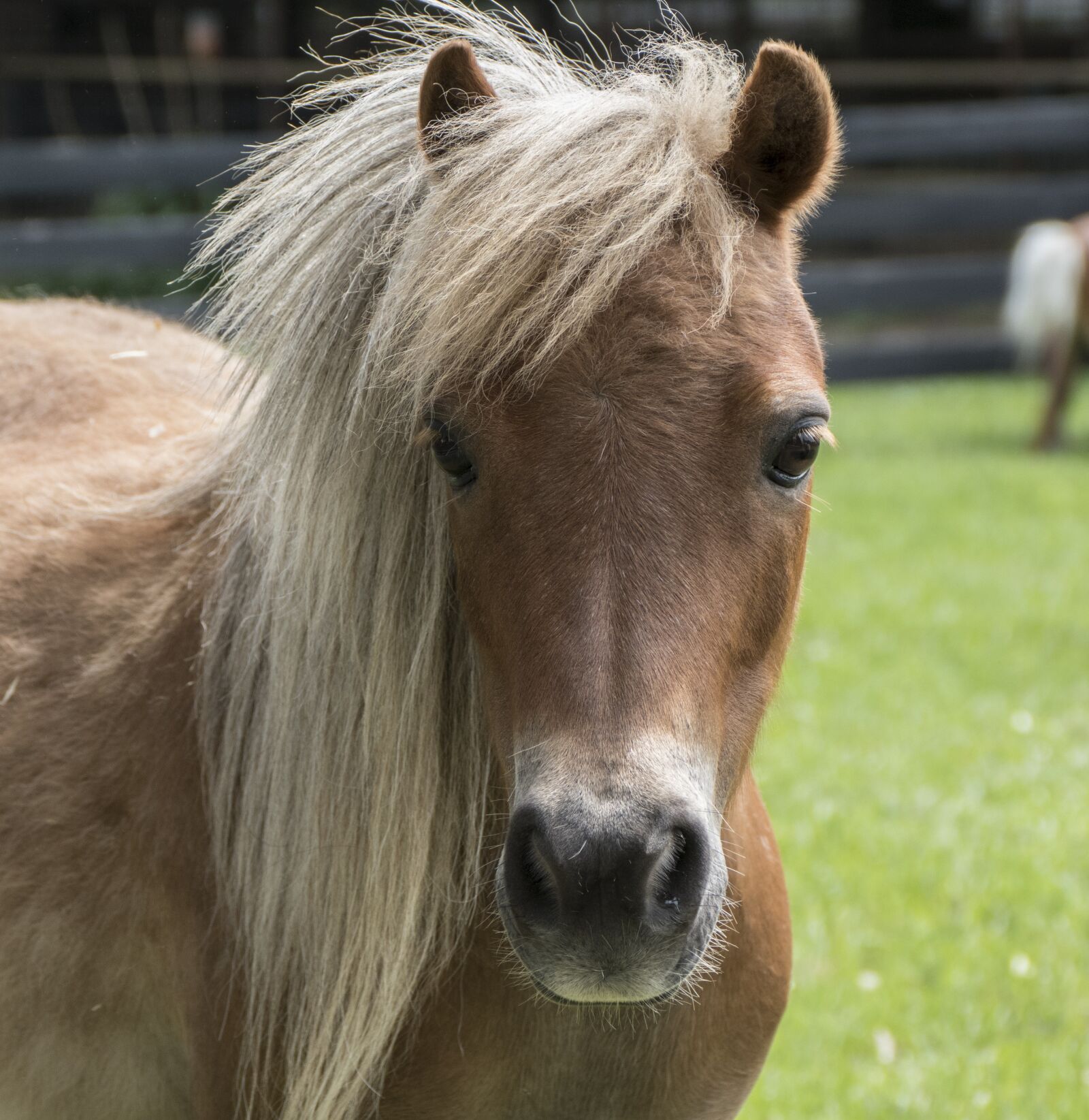 Panasonic Lumix DMC-FZ1000 sample photo. Miniature horse, horse, mini photography