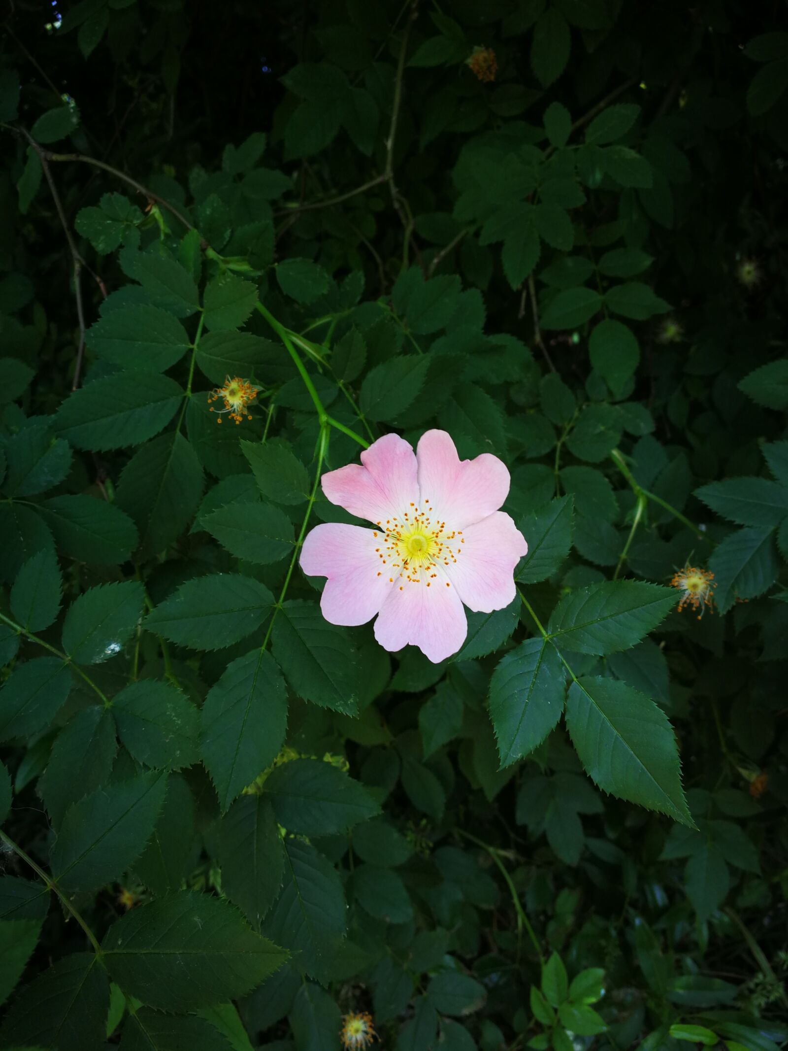 HUAWEI Mate 9 sample photo. Flower, nature, shadow photography