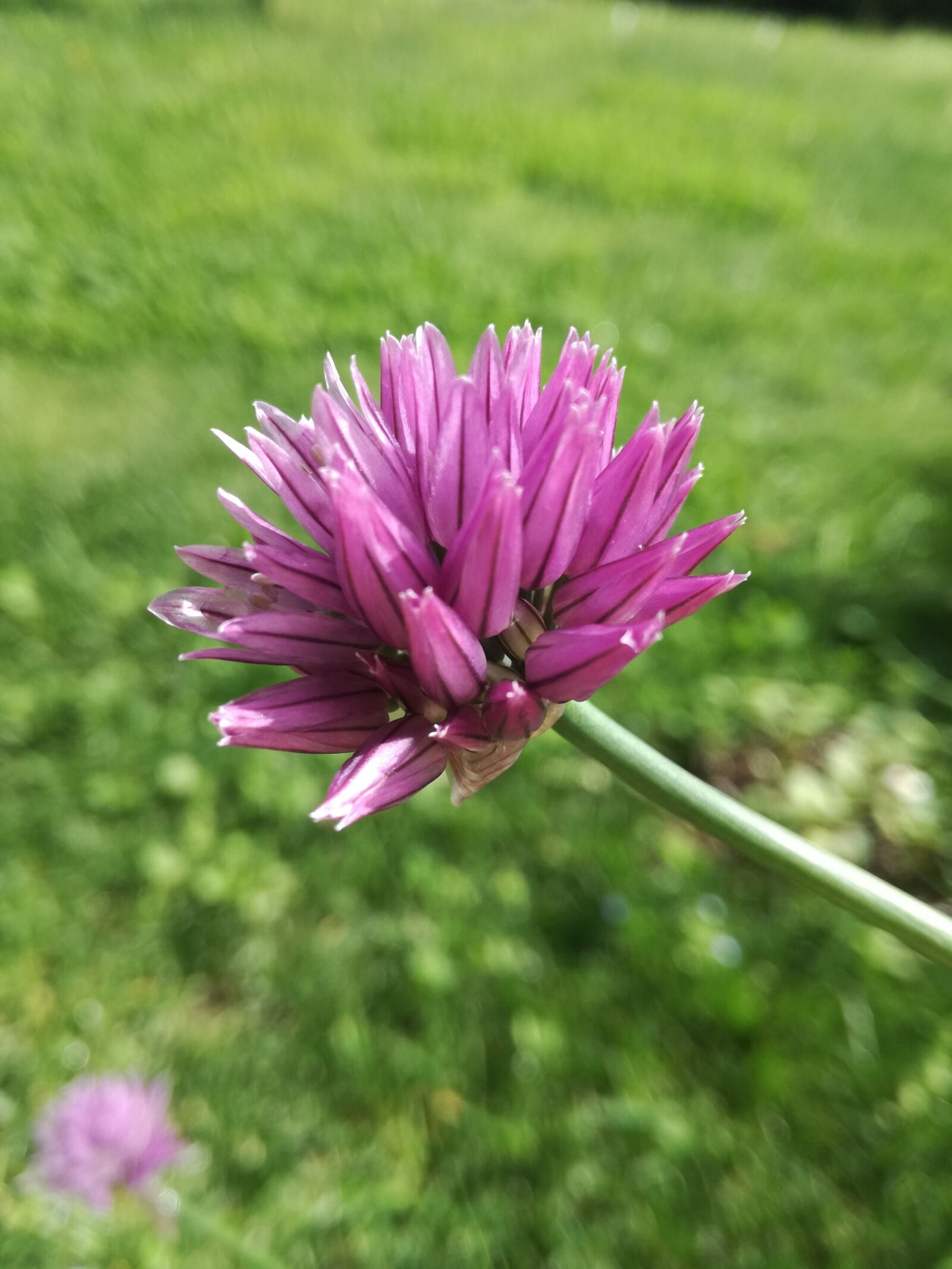 HUAWEI P9 LITE sample photo. Flower, garden, violet photography
