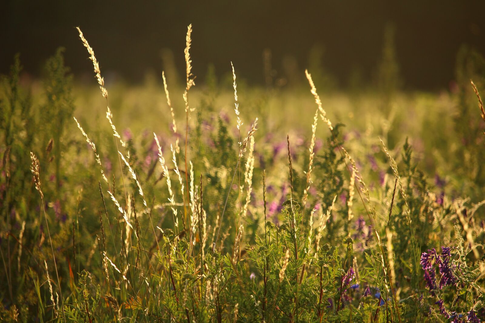 Canon EOS 100D (EOS Rebel SL1 / EOS Kiss X7) sample photo. Meadow, pasture, edge of photography
