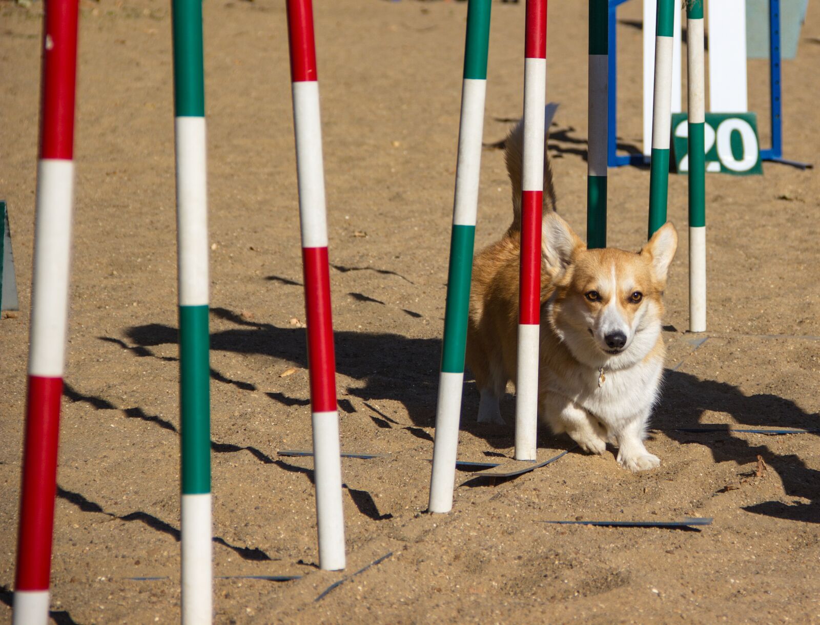 Canon EOS 550D (EOS Rebel T2i / EOS Kiss X4) sample photo. Welsh corgi pembroke, corgi photography