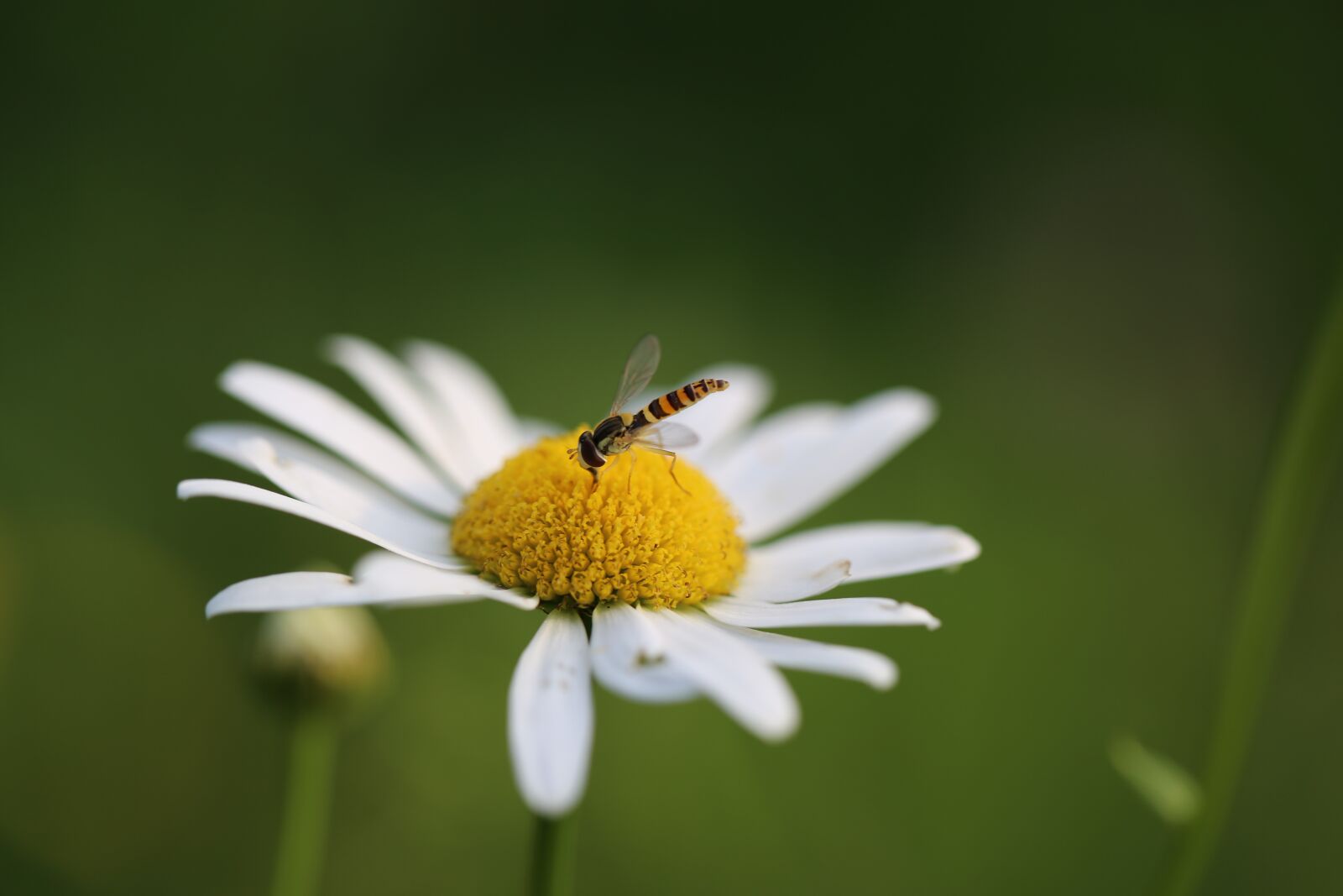 Canon EF 100mm F2.8L Macro IS USM sample photo. Flower, insect, bloom photography
