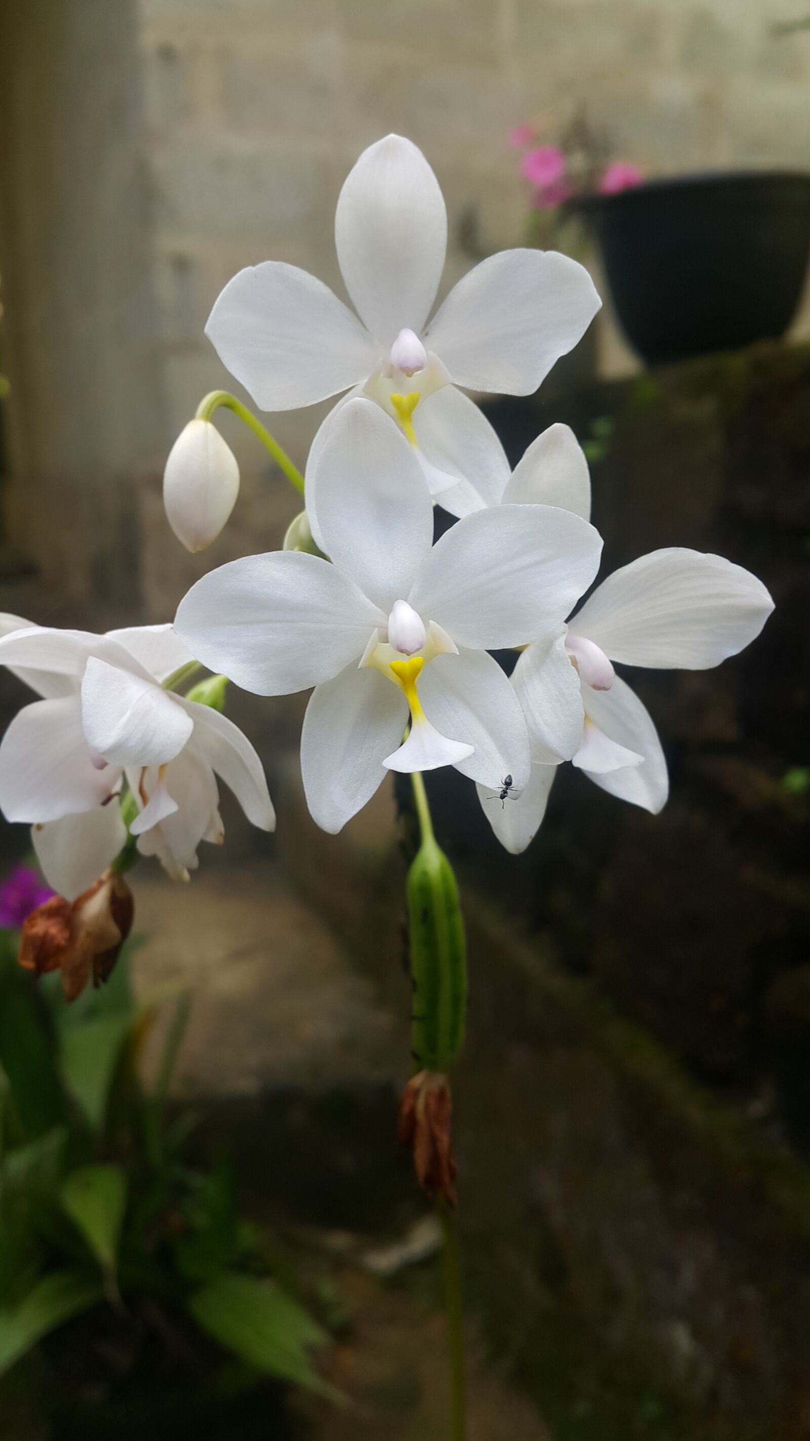 Samsung Galaxy Note4 sample photo. Whit orchid, orchids, whit photography