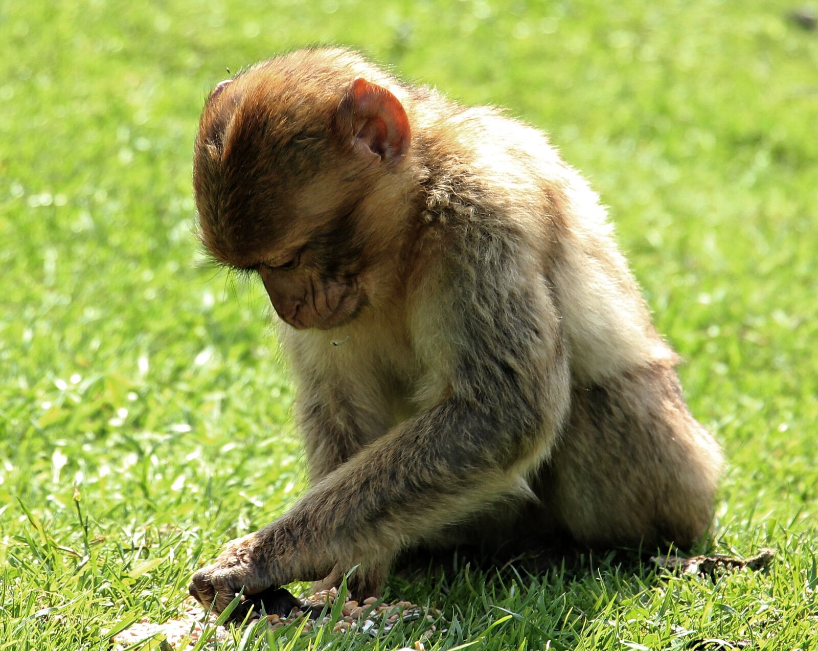 Canon EOS 550D (EOS Rebel T2i / EOS Kiss X4) sample photo. Barbary ape, monkey, primate photography