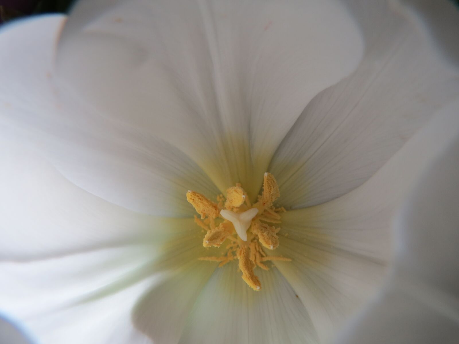 Canon PowerShot SX50 HS sample photo. Tulip, white, pistil photography