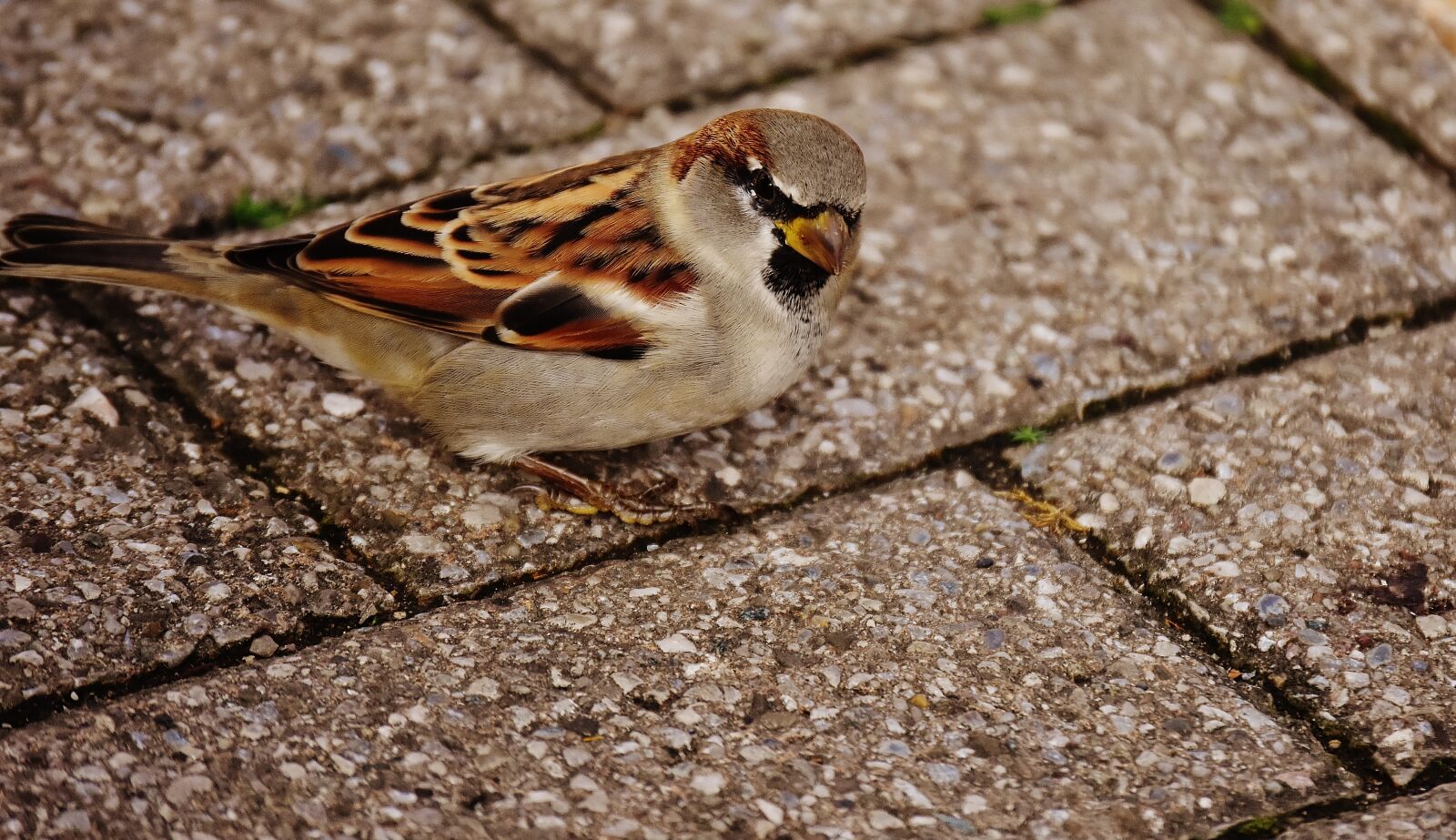 Nikon D7200 sample photo. Sparrow, bird, small photography