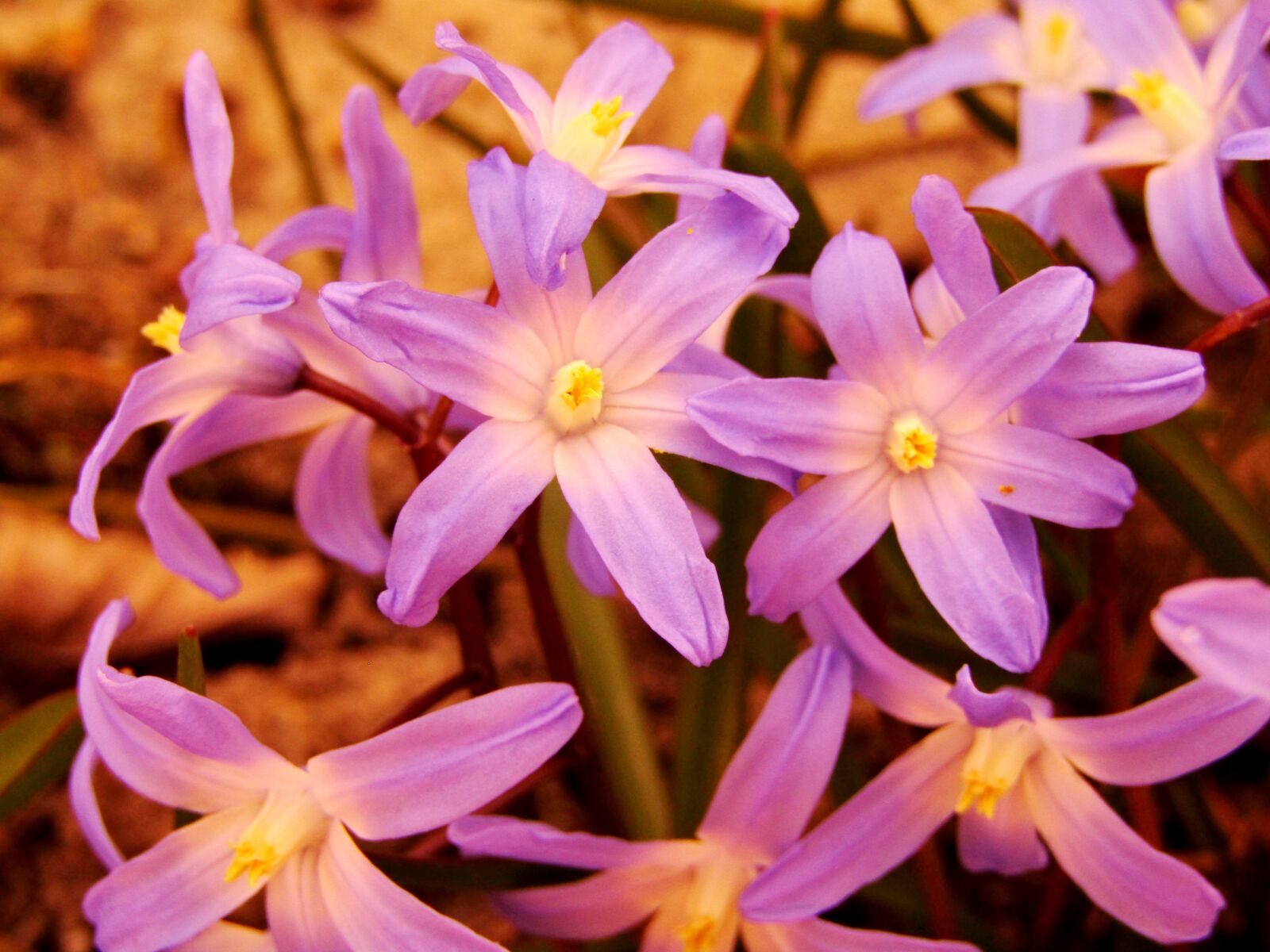 Canon POWERSHOT SX432 IS sample photo. Starflower, blue, spring photography