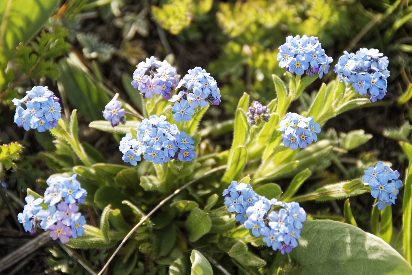 Nikon D500 sample photo. Flowers, plant, nature photography