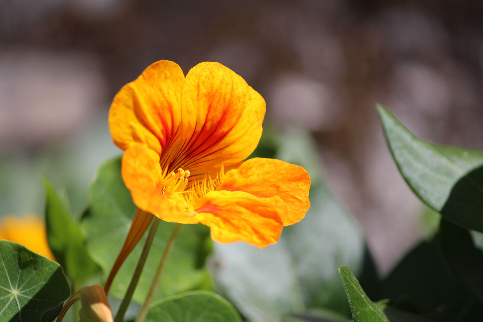 Canon EOS 700D (EOS Rebel T5i / EOS Kiss X7i) sample photo