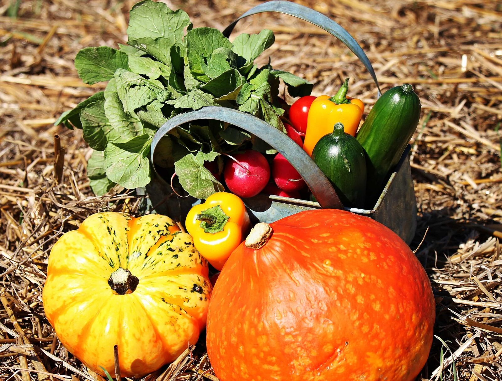 Canon EOS 550D (EOS Rebel T2i / EOS Kiss X4) sample photo. Vegetable, leaf, pumpkin, food photography