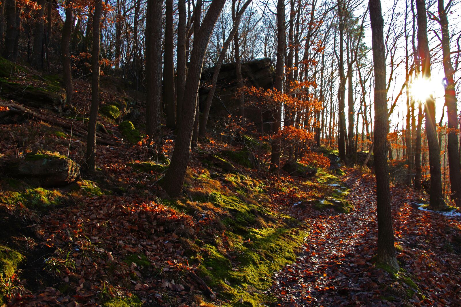 Canon EOS 700D (EOS Rebel T5i / EOS Kiss X7i) sample photo. Forest, trees, nature photography