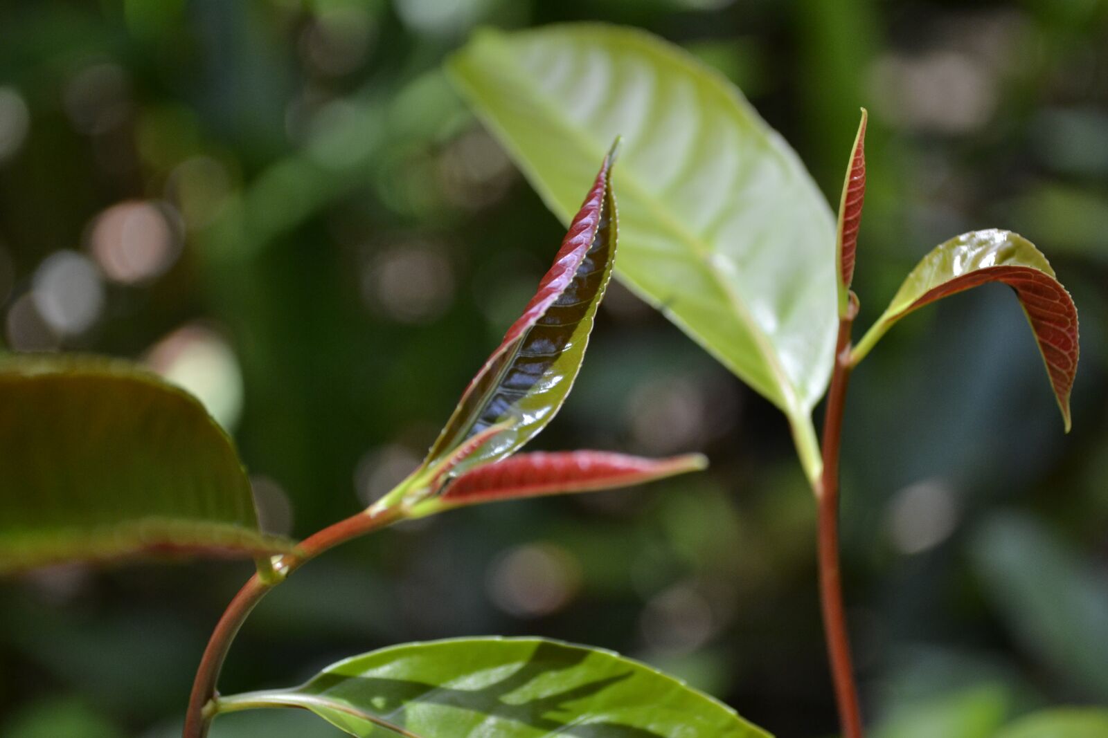 Nikon D3100 sample photo. Foliage, red, autumn photography