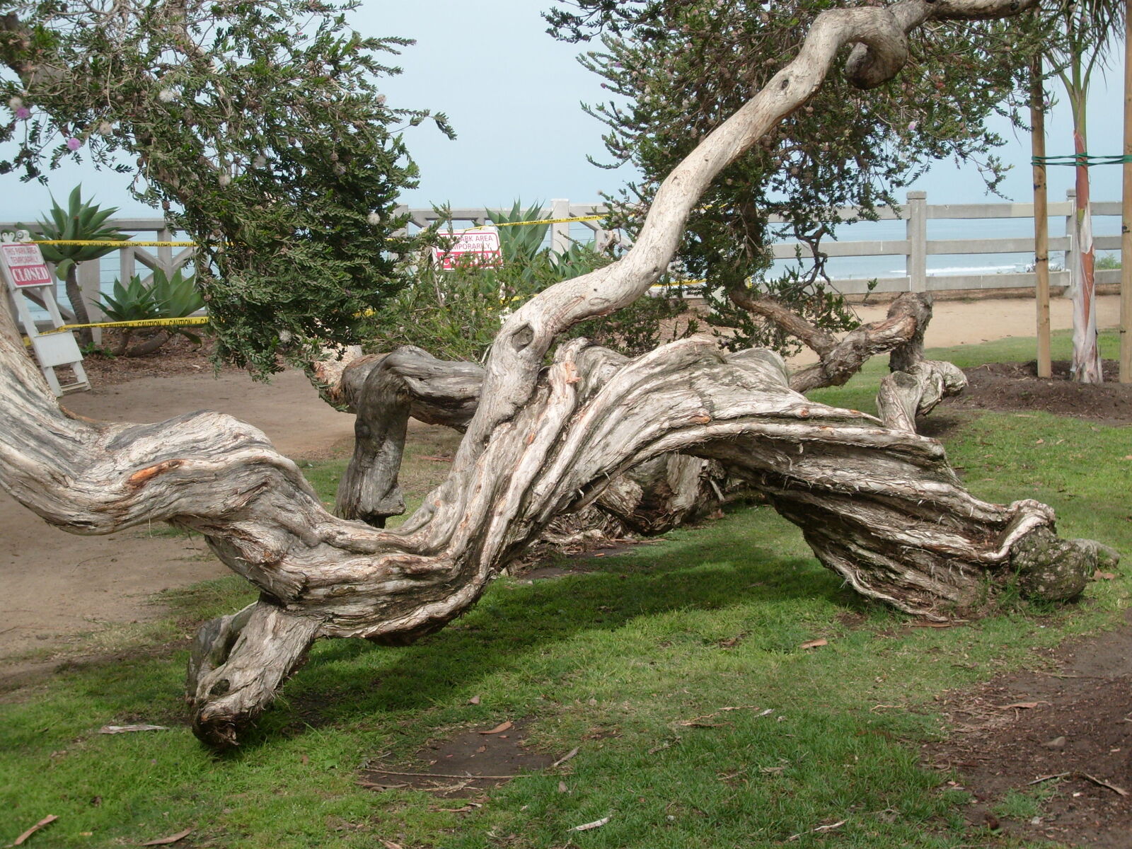 Samsung KENOX S730  / Samsung S730 sample photo. Tree photography