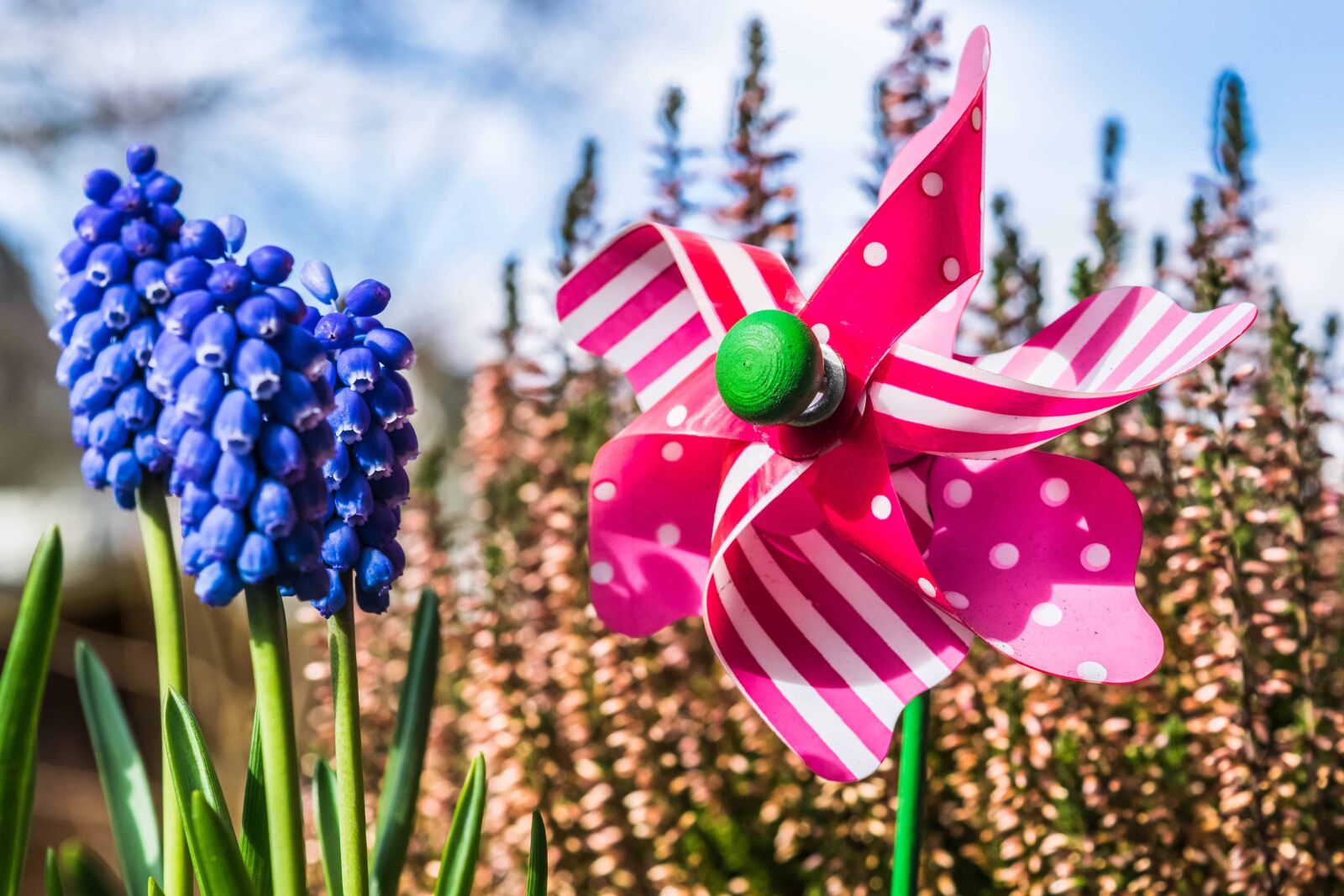 Nikon D3300 sample photo. Flower, decoration, plant, garden photography
