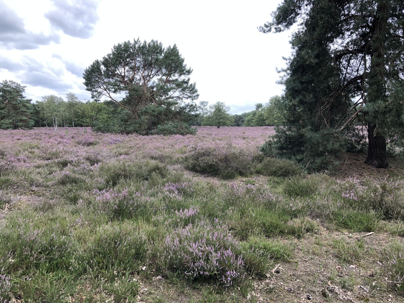 iPhone 8 Plus back dual camera 3.99mm f/1.8 sample photo. Heide, augustus, nederland photography