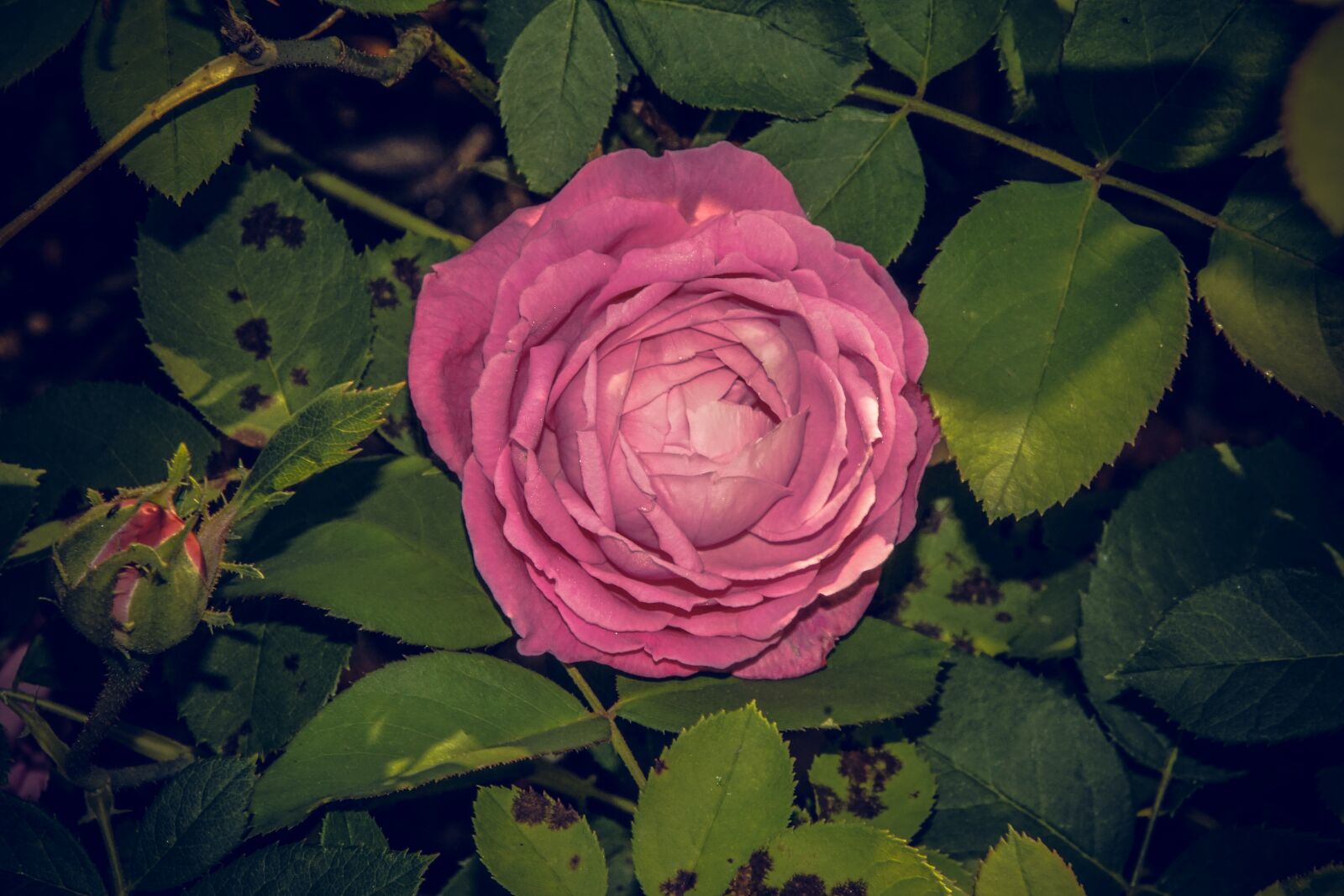 Sony ILCA-77M2 sample photo. Rose, blossom, bloom photography
