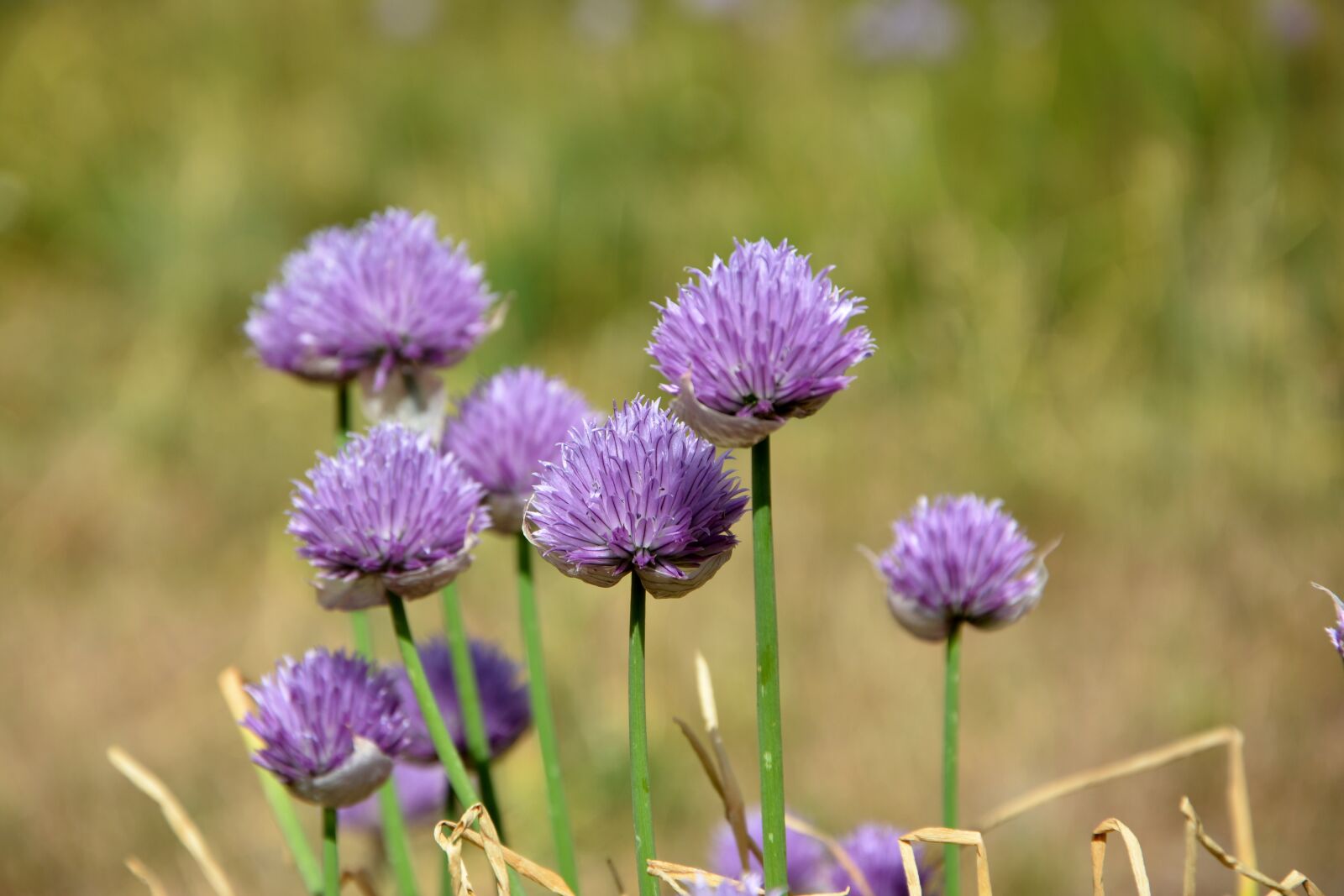 Nikon D7100 sample photo. Flower, nature, macro photography