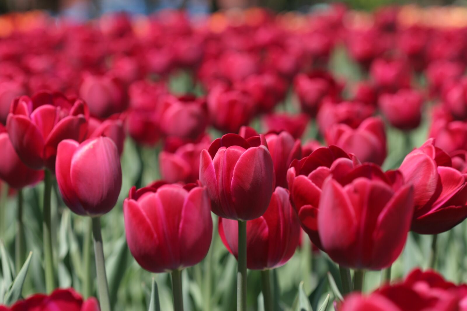 Canon EOS 20D sample photo. Tulip, tulip festival ottawa photography