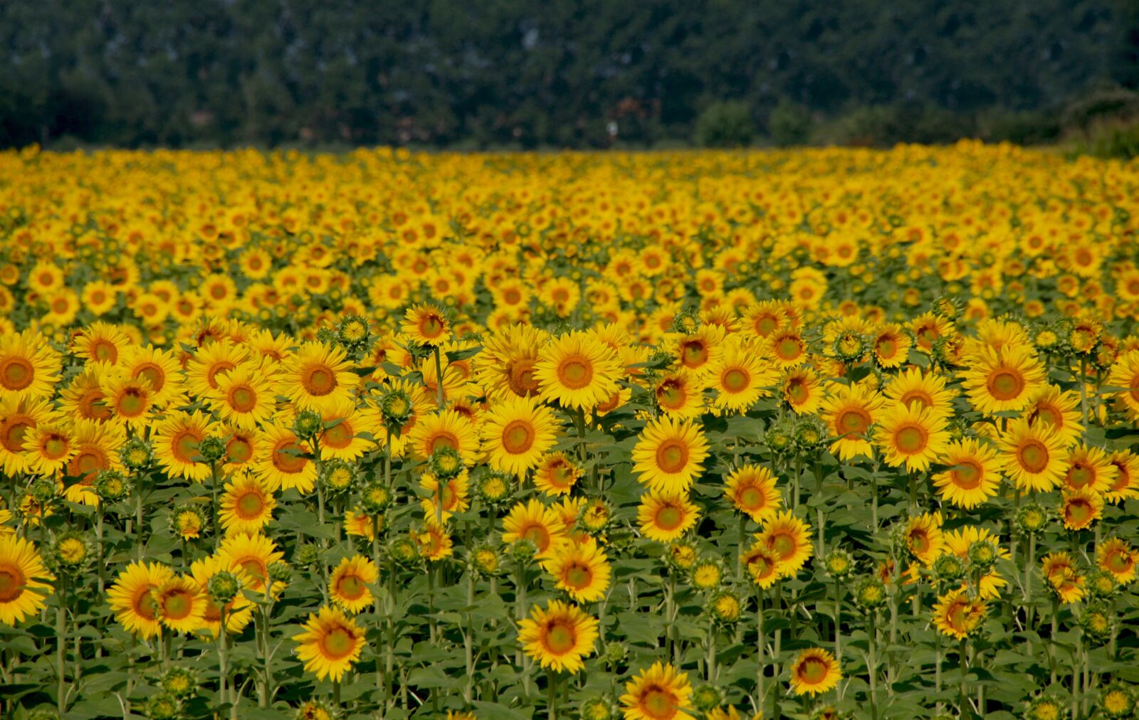 Sony Alpha DSLR-A850 sample photo. Sunflowers, field, italy photography