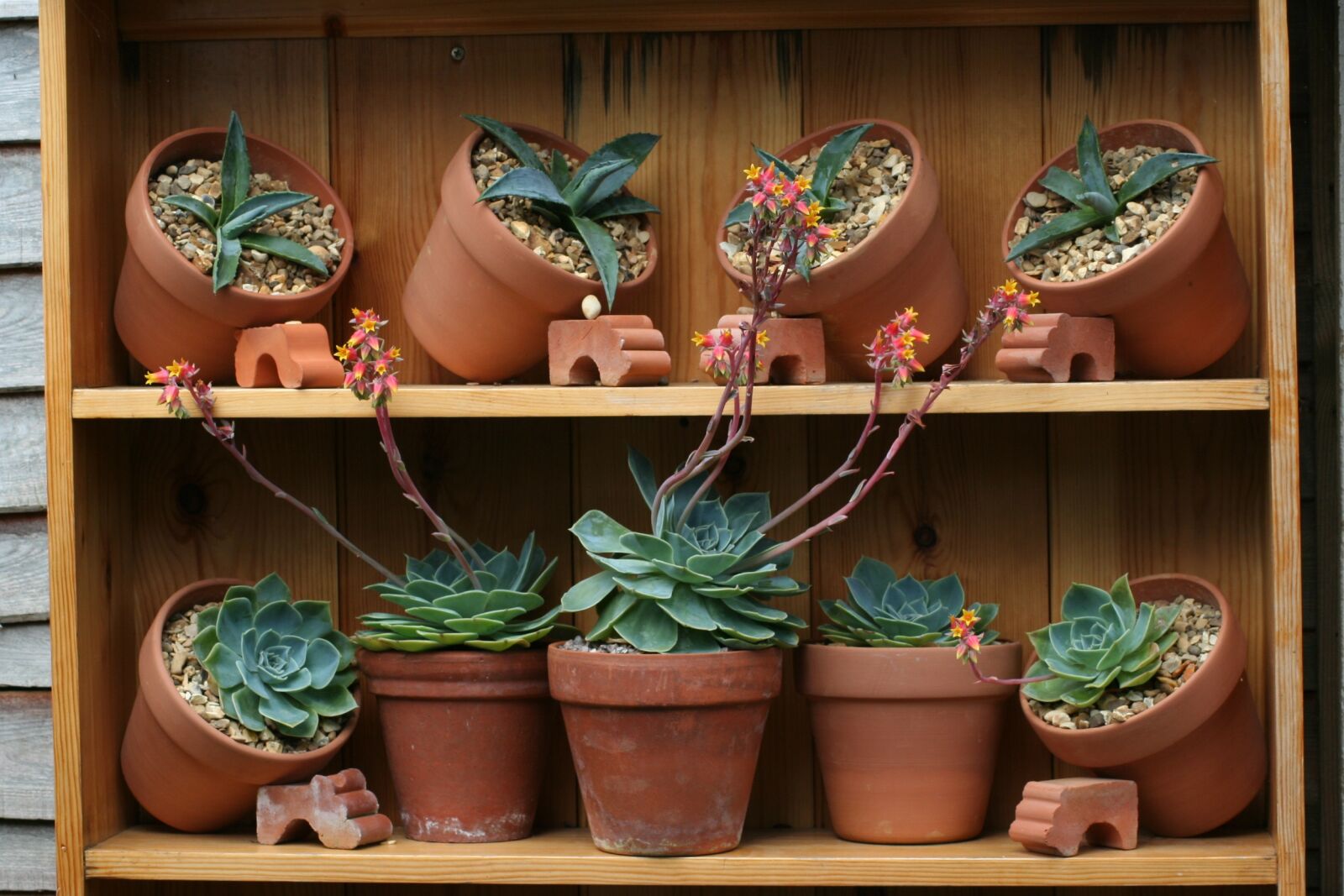Canon EOS 350D (EOS Digital Rebel XT / EOS Kiss Digital N) sample photo. Pots, garden, cacti photography