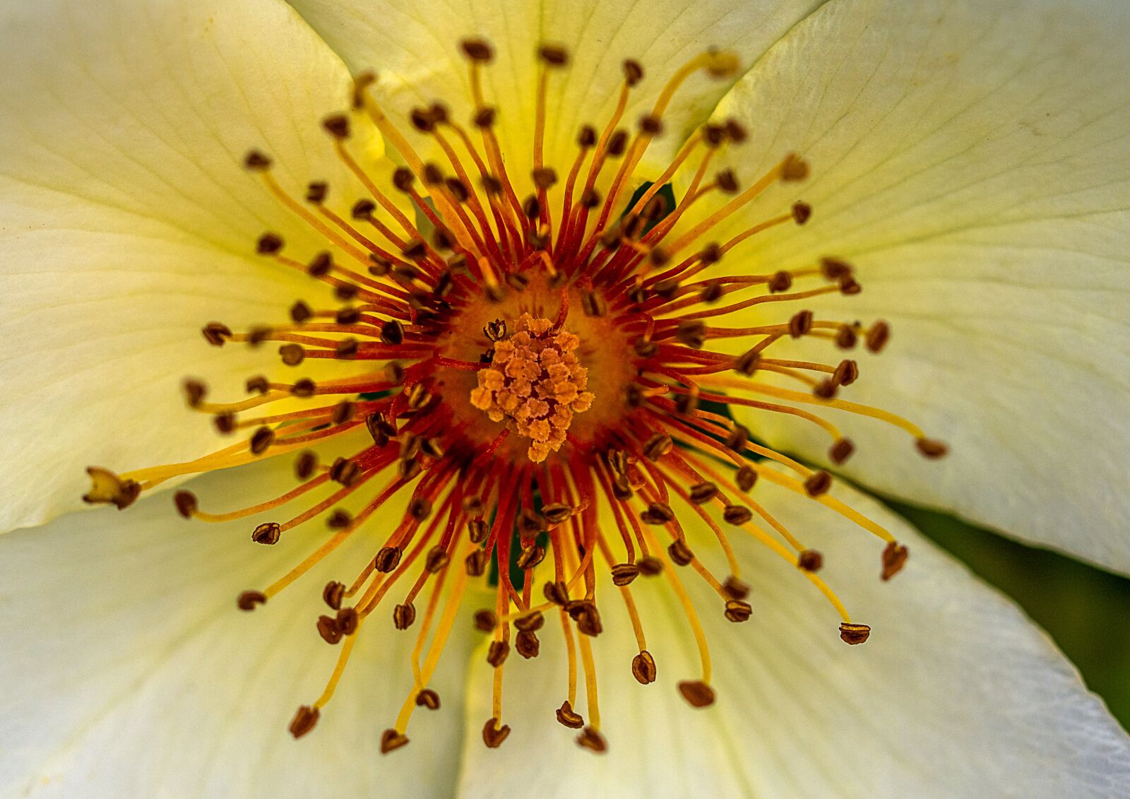 Canon EF 100mm F2.8L Macro IS USM sample photo. No person, flower, nature photography