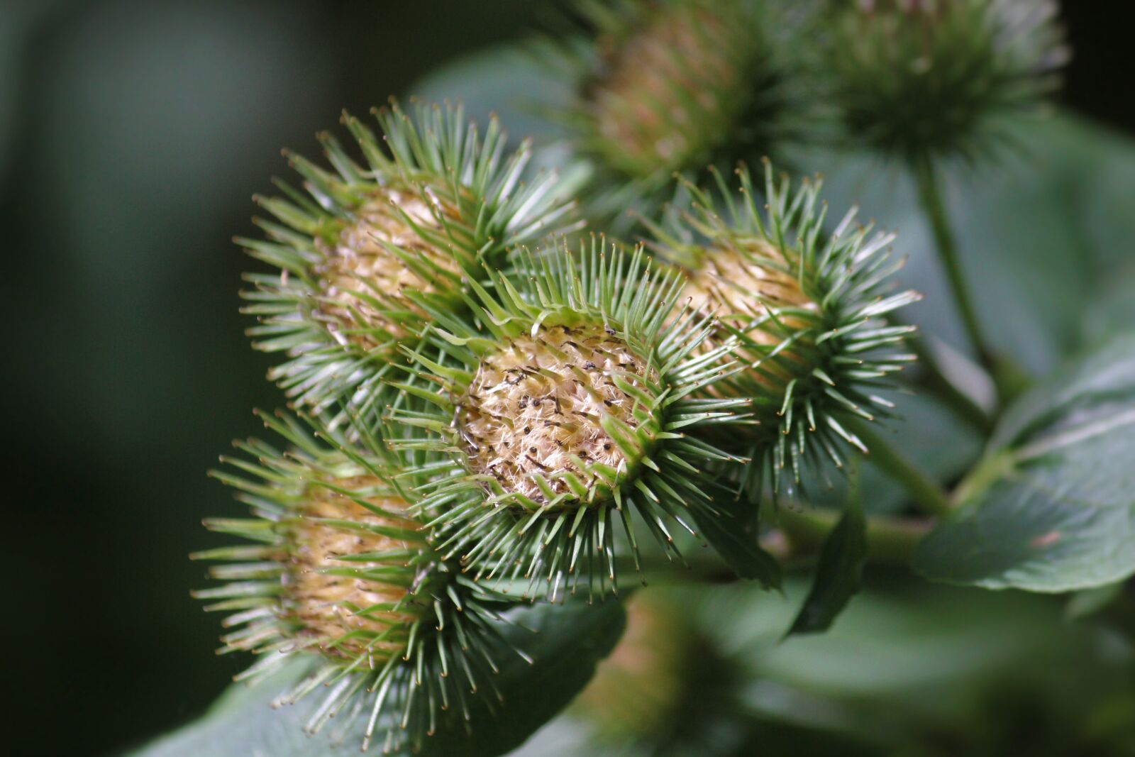 Canon EOS 550D (EOS Rebel T2i / EOS Kiss X4) sample photo. Burdock, close up, nature photography