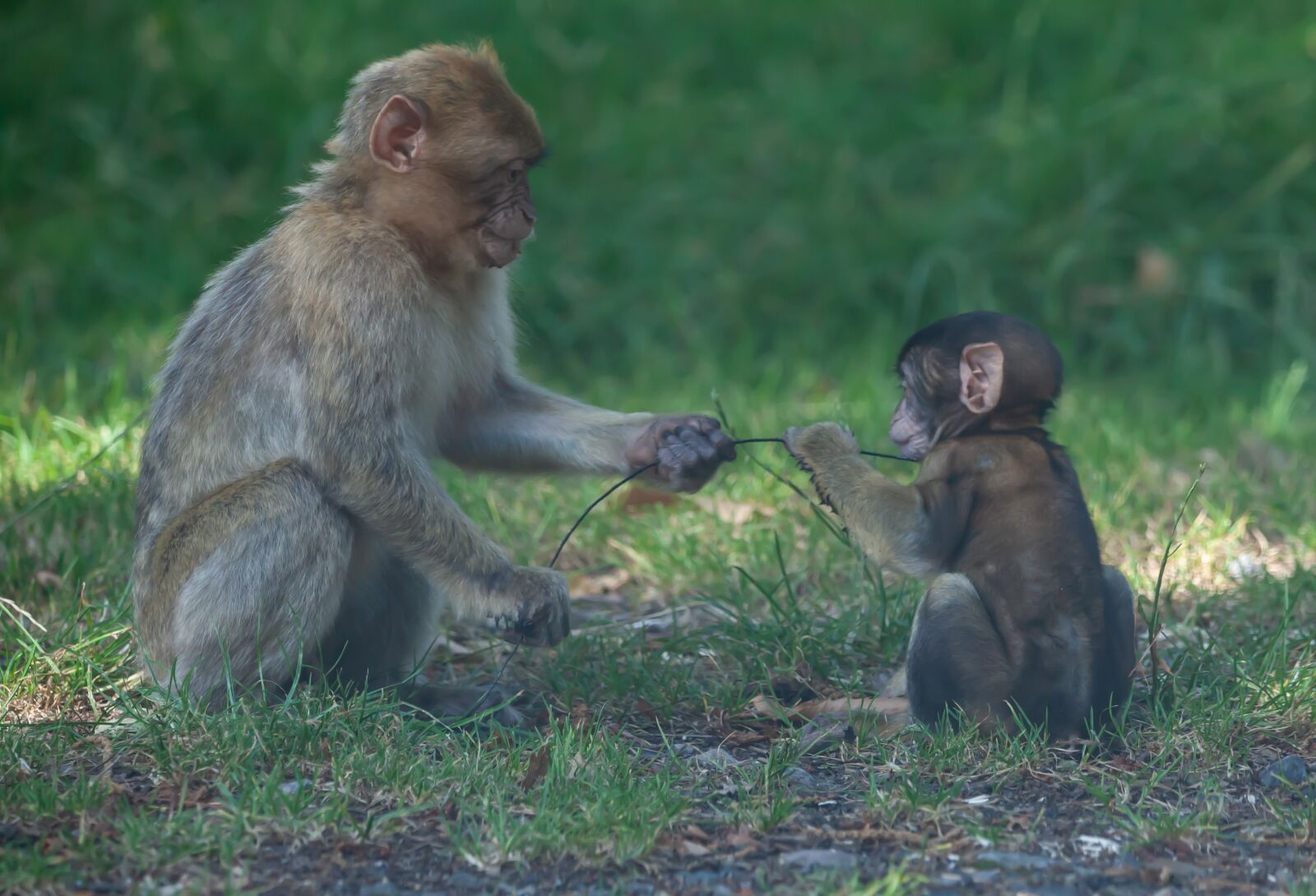 150-600mm F5-6.3 DG OS HSM | Contemporary 015 sample photo. Barbary macaque, barbary, macaques photography