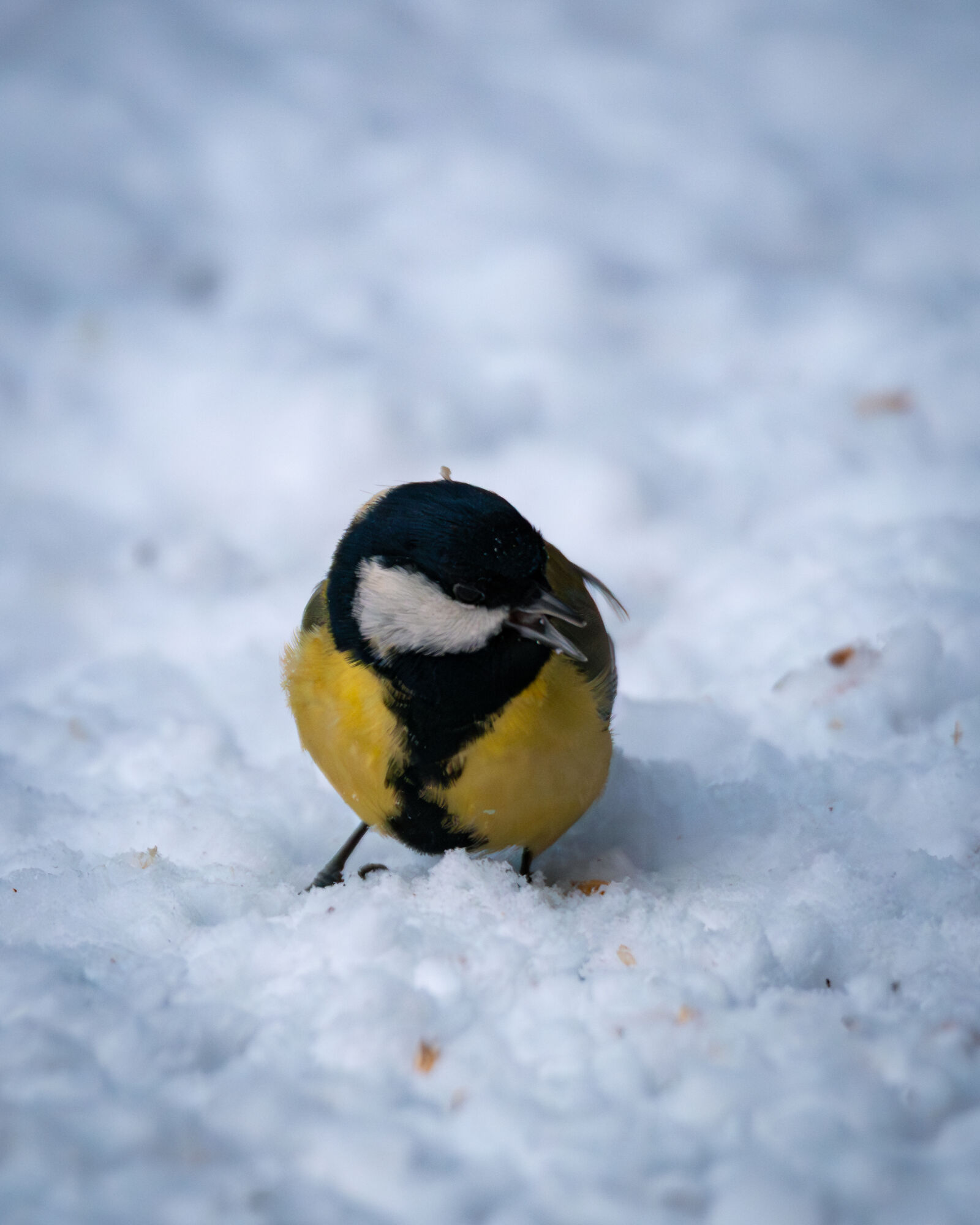 Nikon Z6 III sample photo