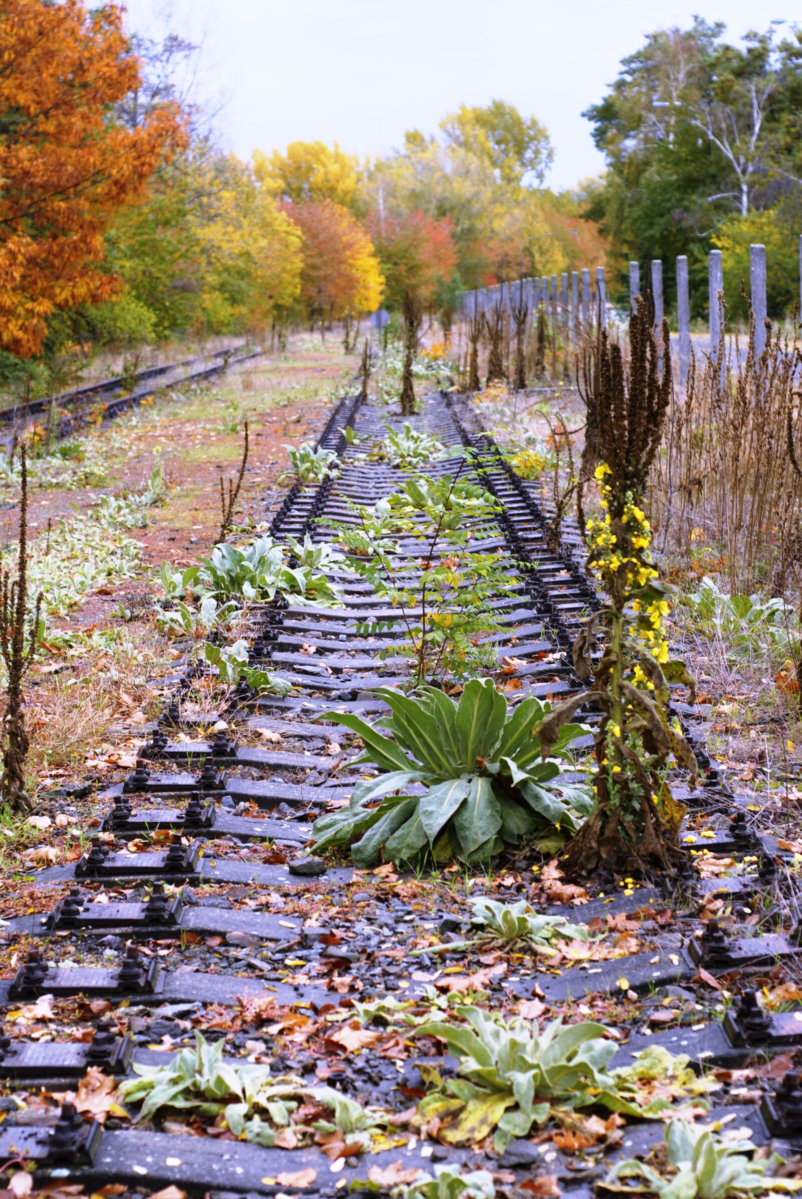 Nikon D200 sample photo. Autumn, ties, railway photography