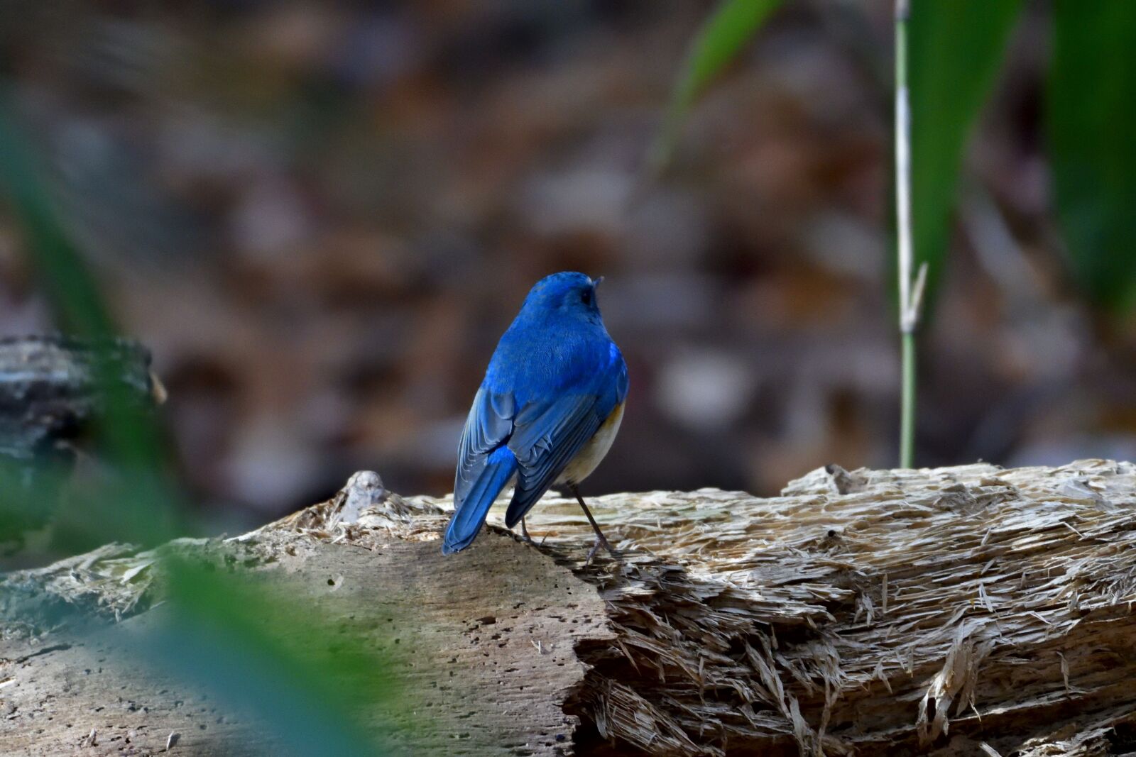 Nikon D500 sample photo. Natural, bird, wild animals photography